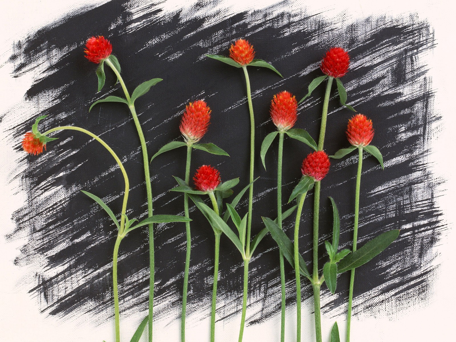 桌面鮮花壁紙精選(一) #17 - 1600x1200