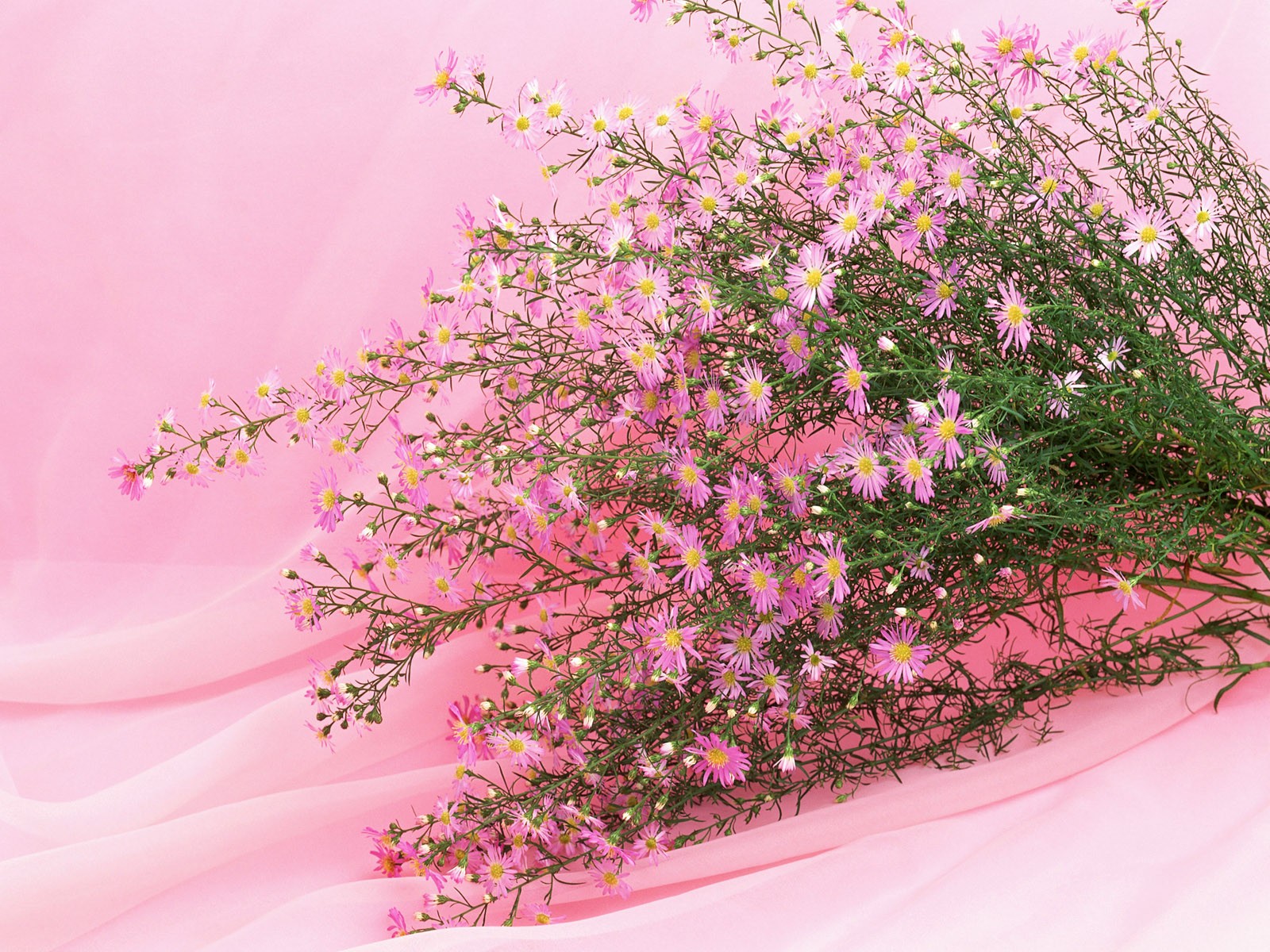 桌面鮮花壁紙精選(一) #20 - 1600x1200
