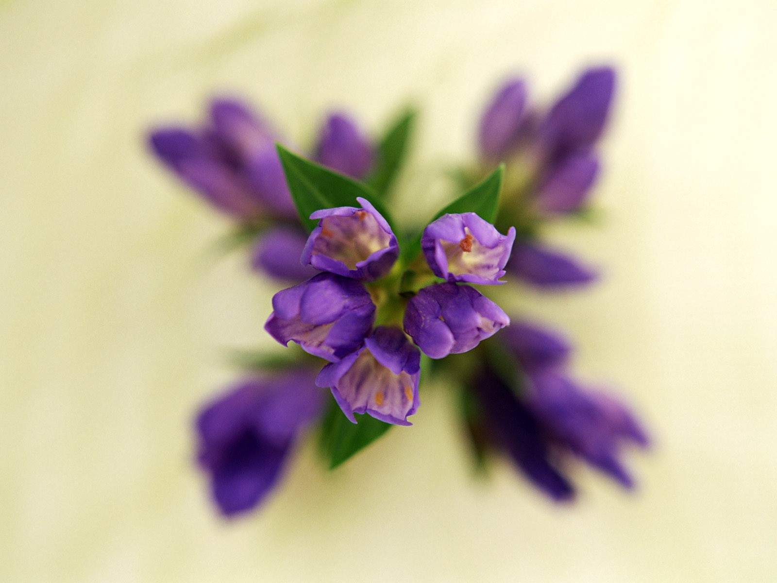 Flower Hintergrundbilder Selection (1) #21 - 1600x1200