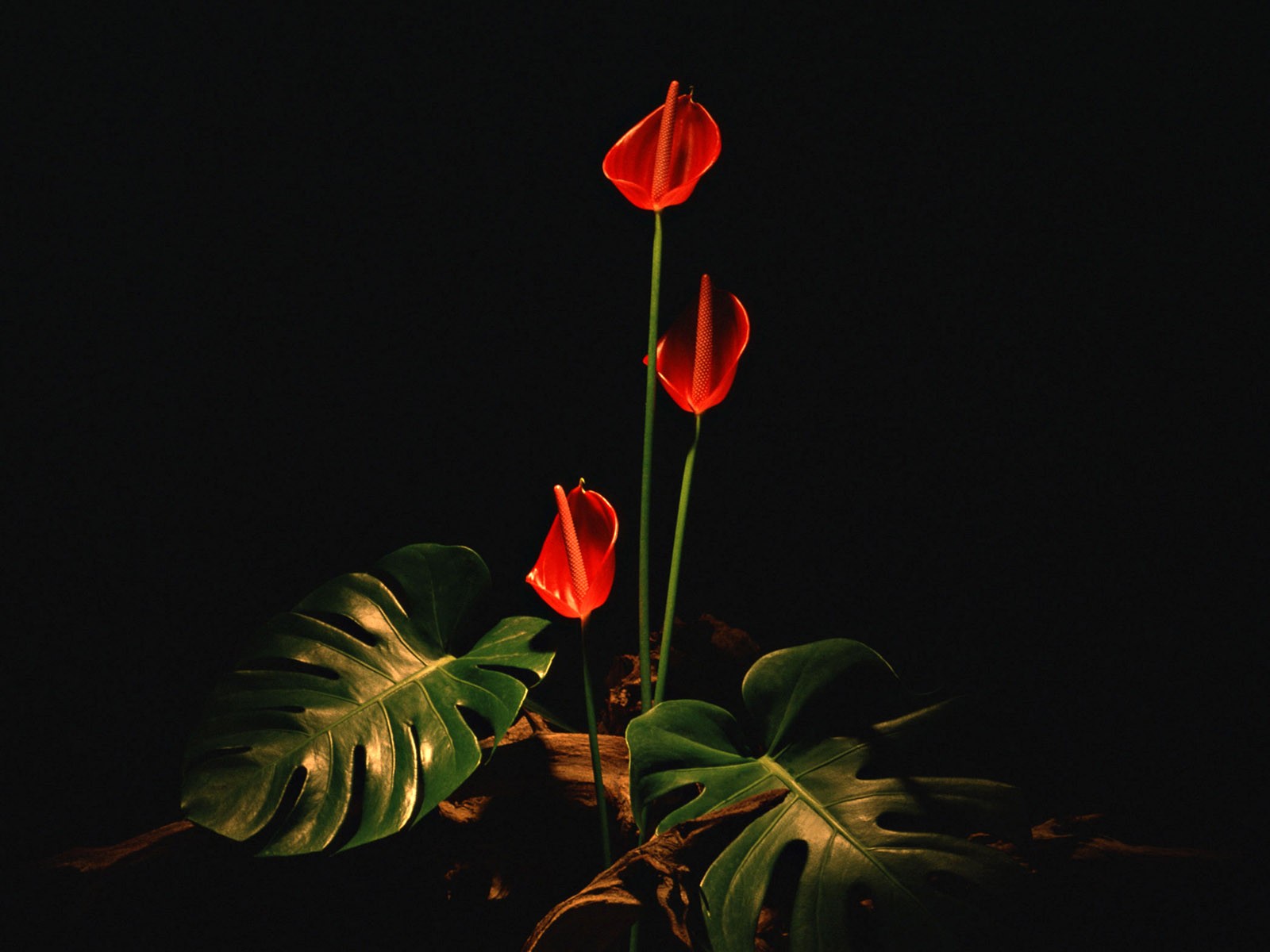 桌面鮮花壁紙精選(一) #22 - 1600x1200