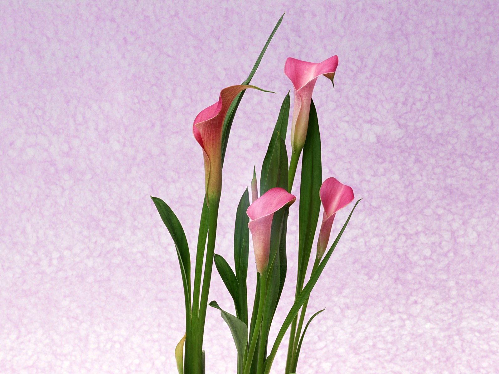 桌面鮮花壁紙精選(一) #26 - 1600x1200