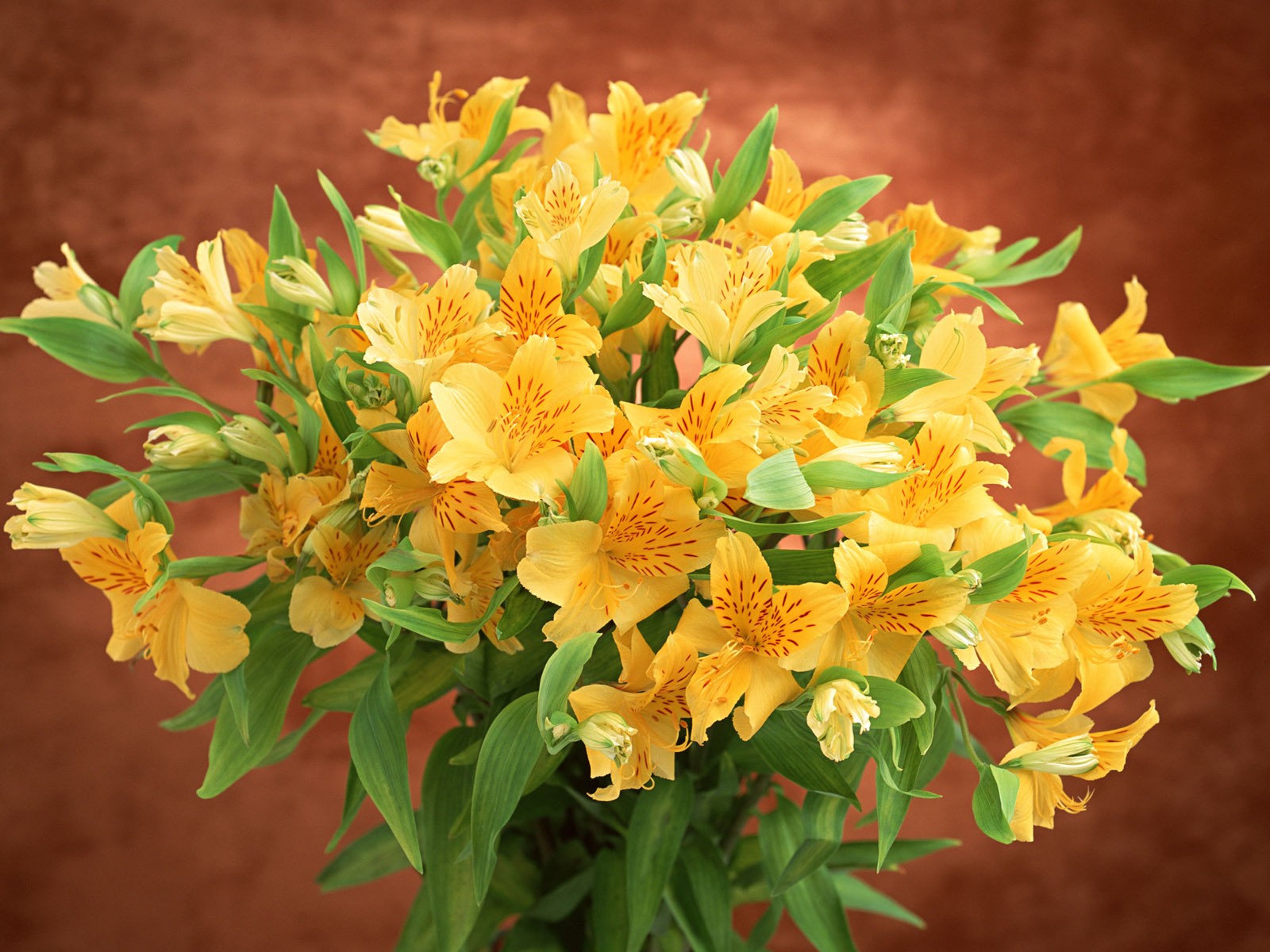 桌面鮮花壁紙精選(一) #30 - 1600x1200