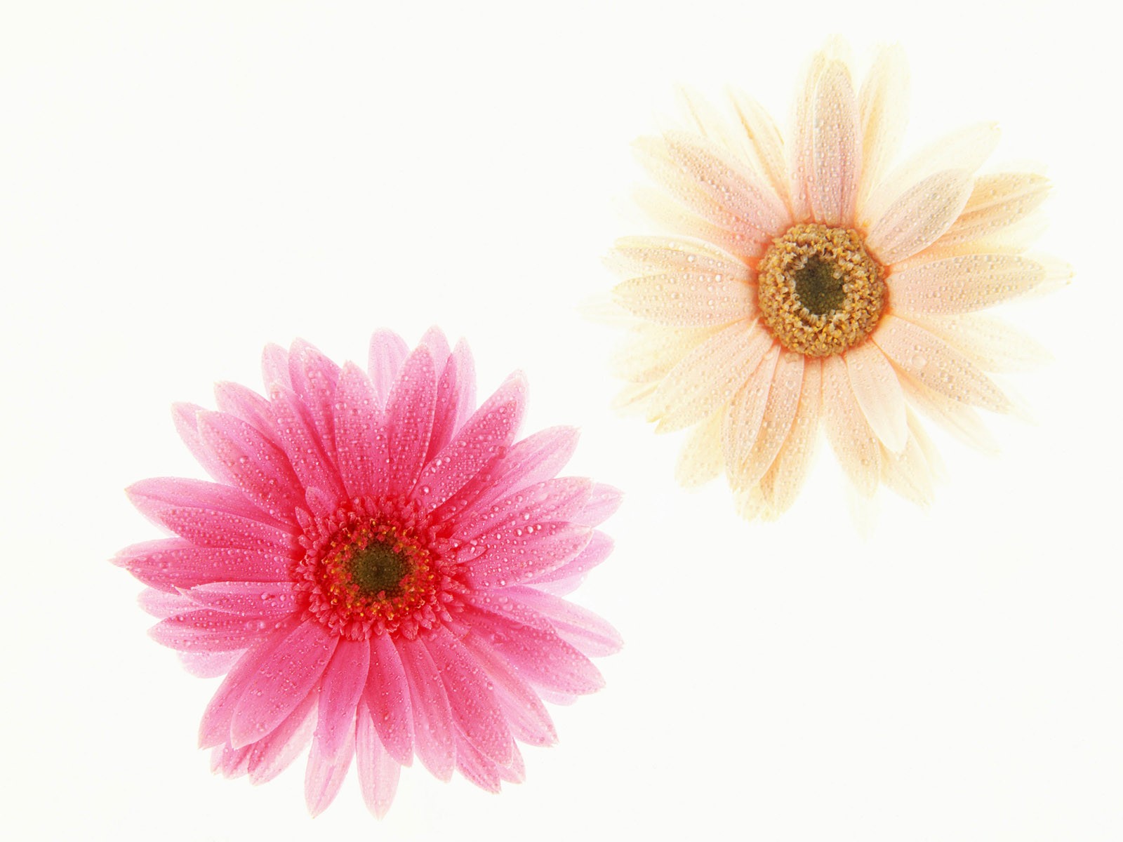 桌面鮮花壁紙精選(一) #34 - 1600x1200