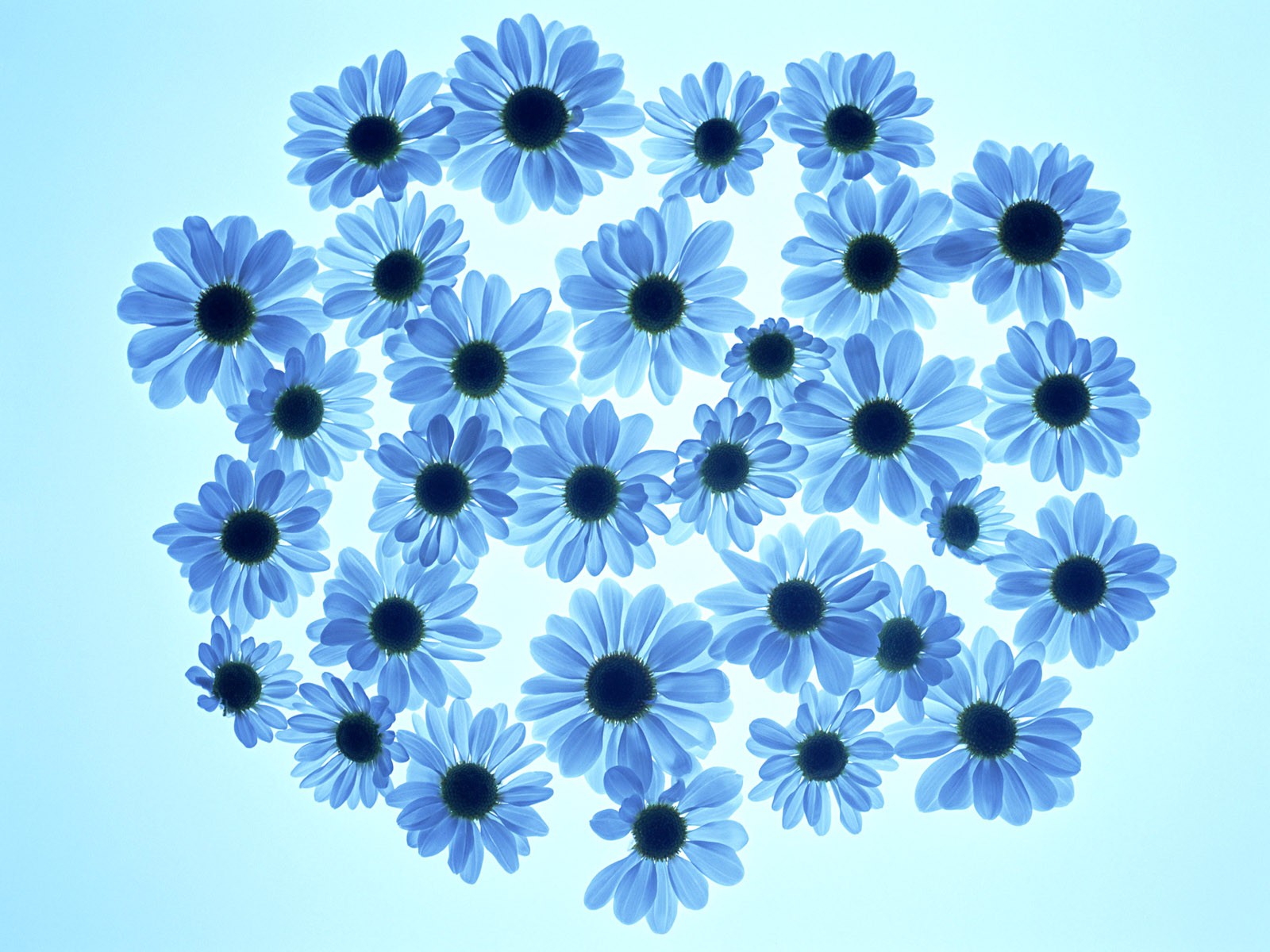Flower Hintergrundbilder Selection (1) #35 - 1600x1200