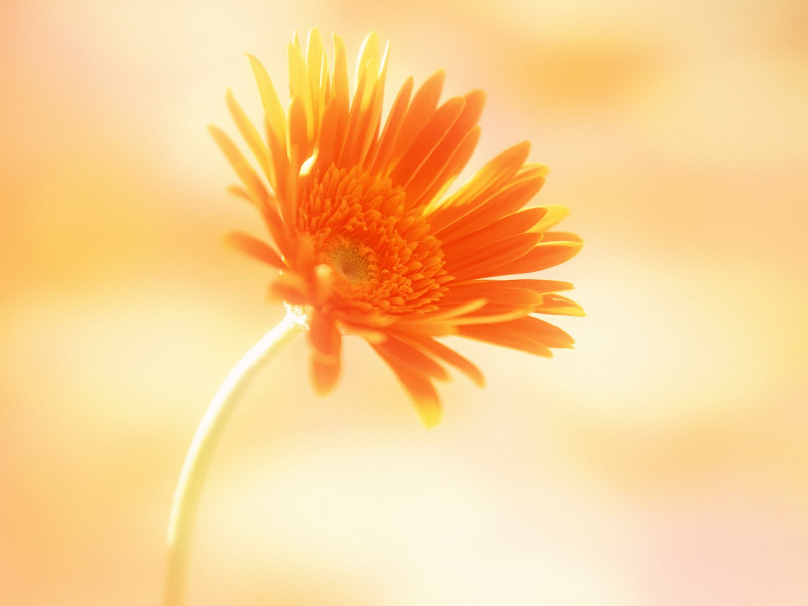 桌面鮮花壁紙精選(一) #36 - 1600x1200