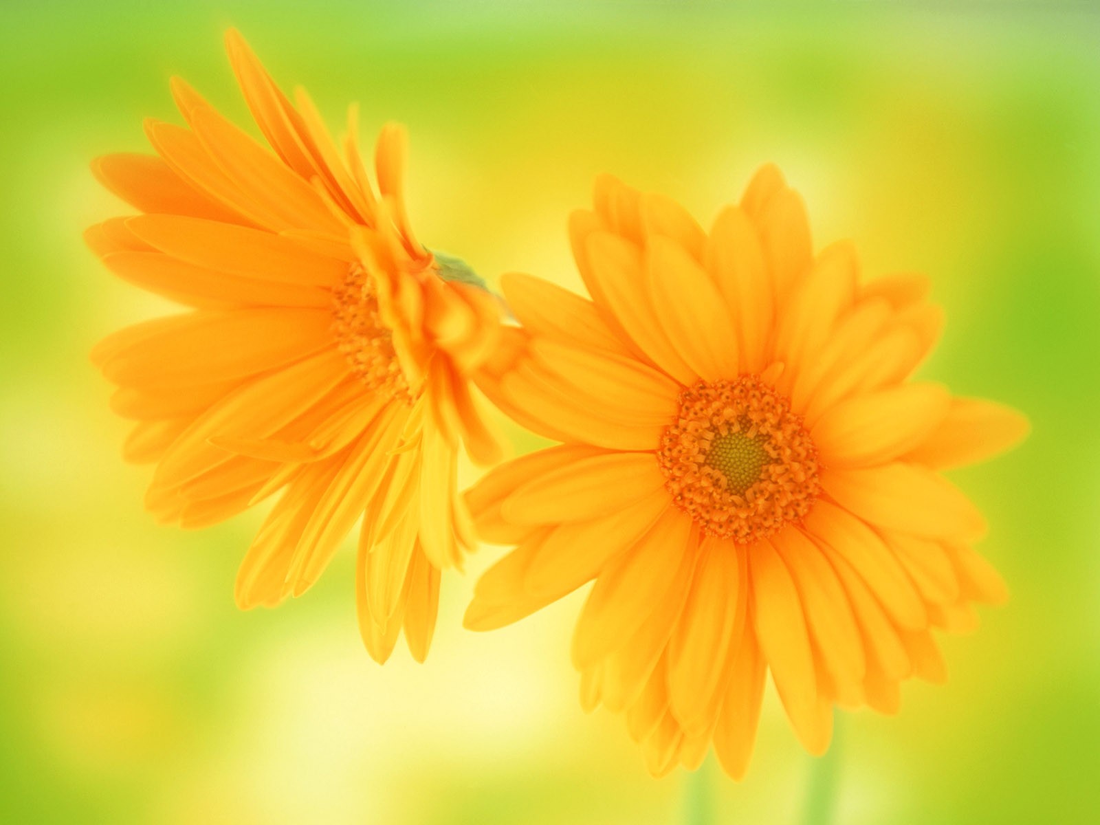 桌面鮮花壁紙精選(一) #37 - 1600x1200