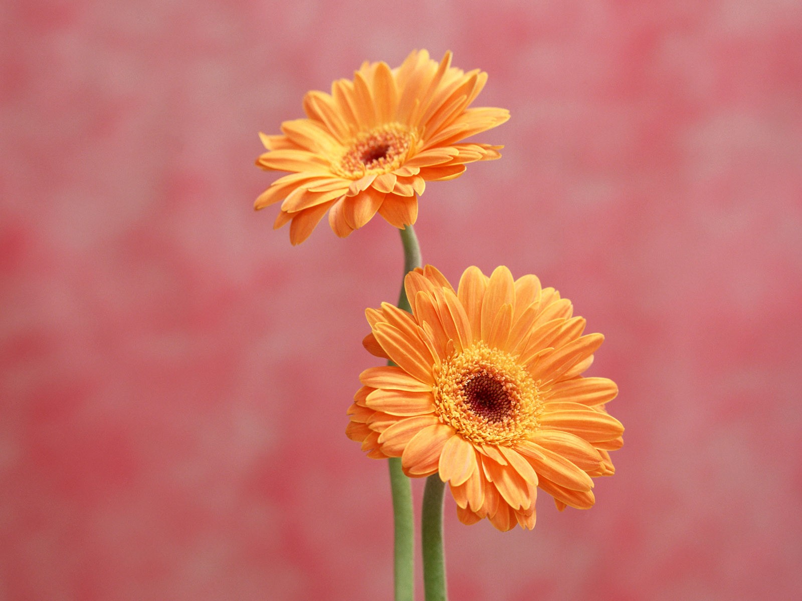 桌面鮮花壁紙精選(一) #38 - 1600x1200