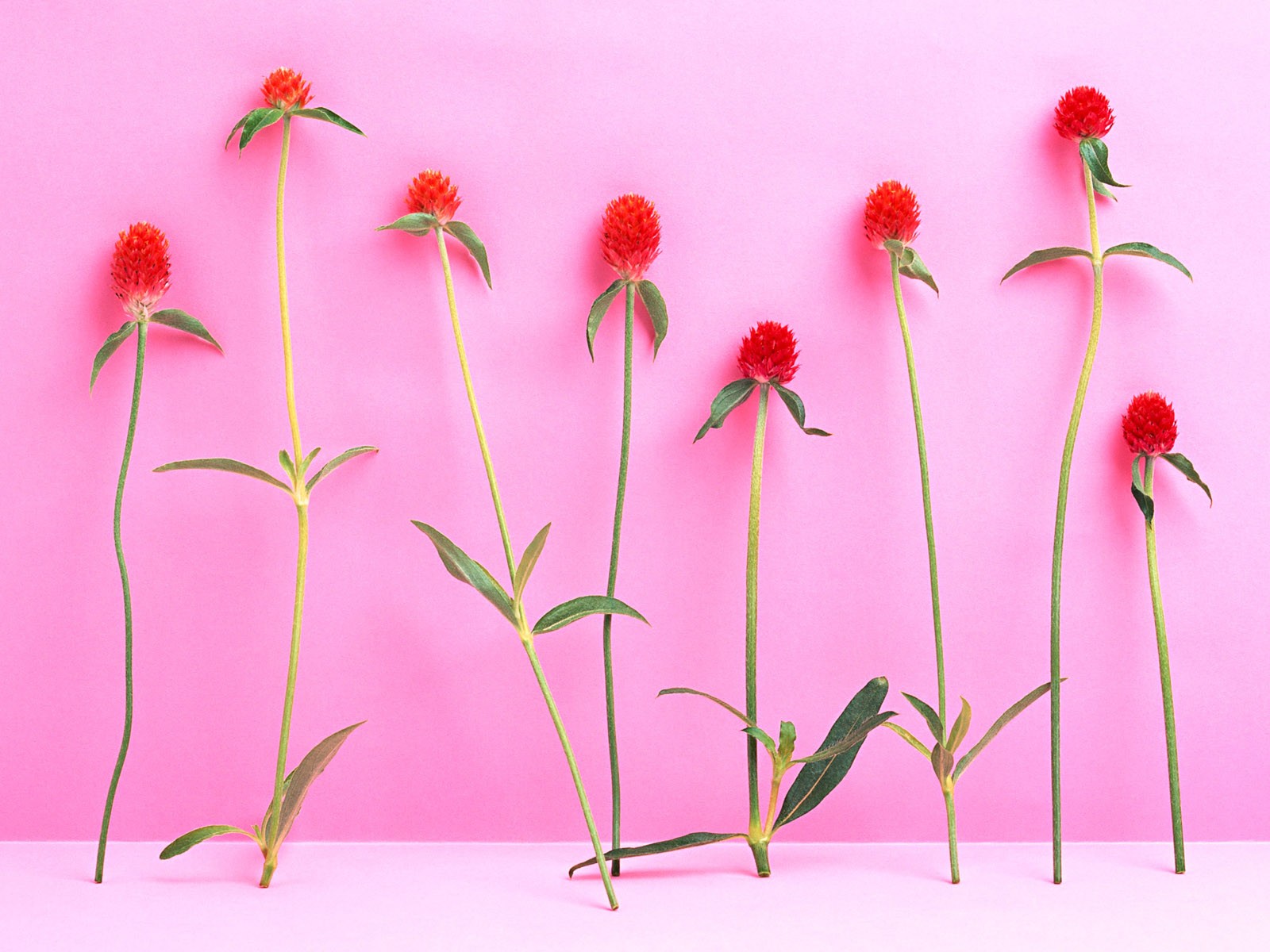 桌面鮮花壁紙精選(二) #4 - 1600x1200