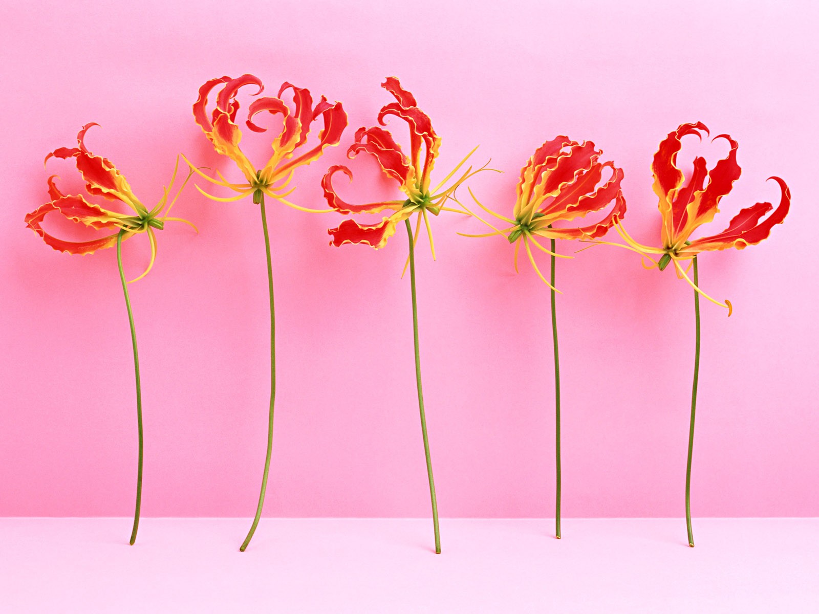 桌面鮮花壁紙精選(二) #5 - 1600x1200