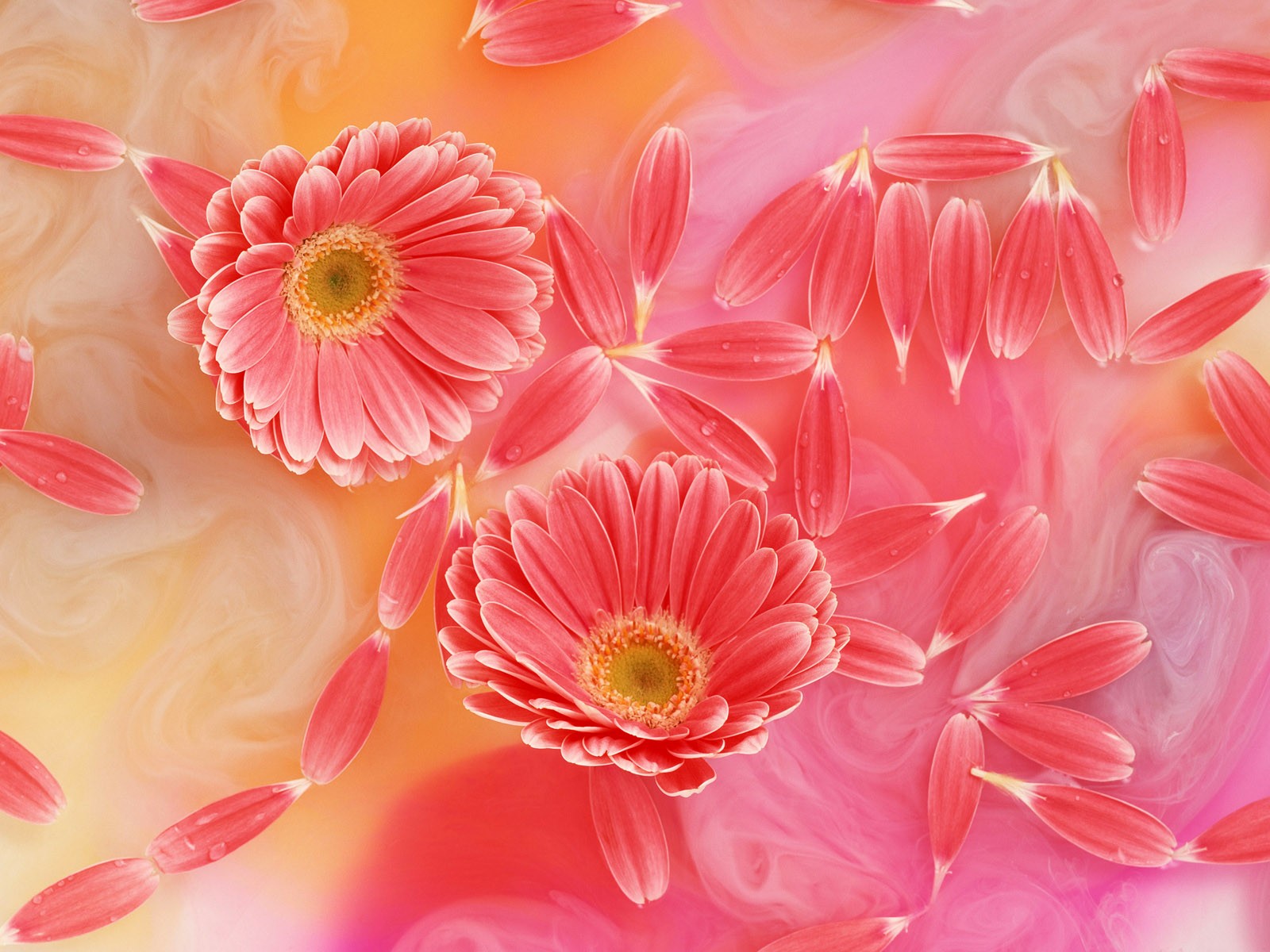 桌面鮮花壁紙精選(二) #9 - 1600x1200