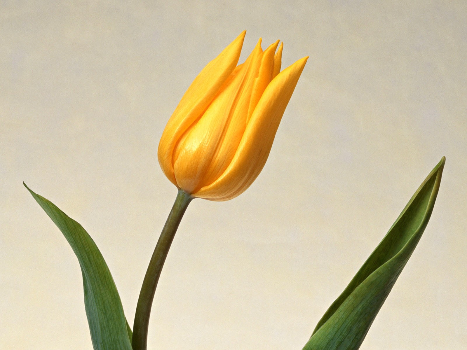 桌面鮮花壁紙精選(二) #24 - 1600x1200