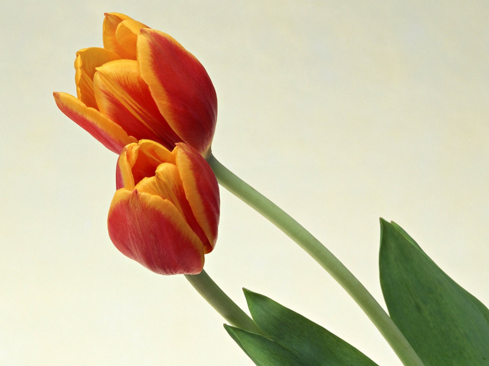 桌面鮮花壁紙精選(二) #27 - 1600x1200