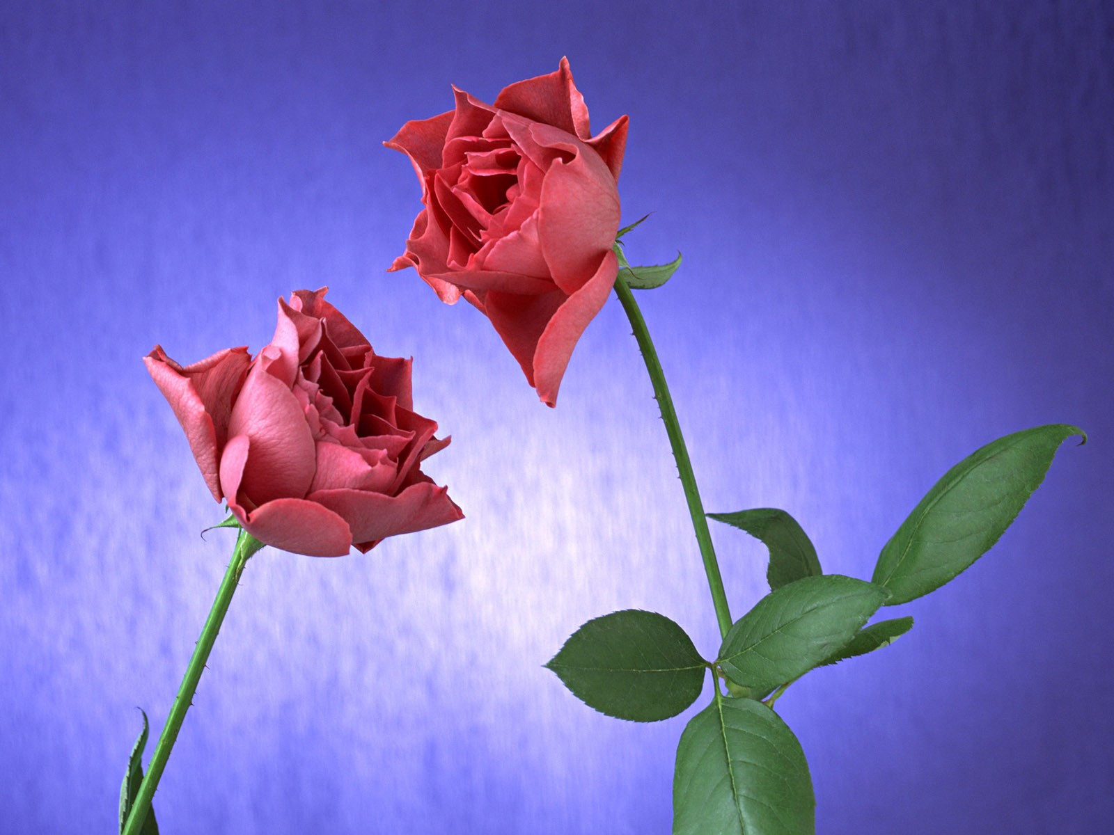 桌面鮮花壁紙精選(二) #30 - 1600x1200