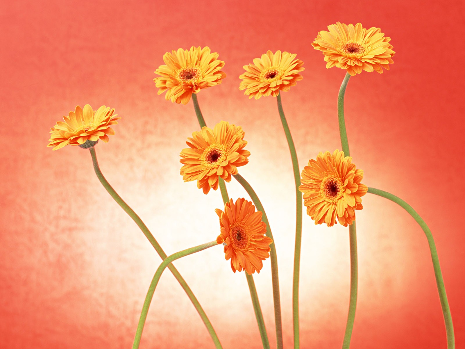 桌面鮮花壁紙精選(二) #33 - 1600x1200