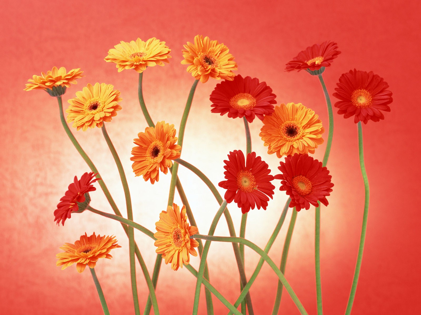 Flower Hintergrundbilder Selection (2) #34 - 1600x1200