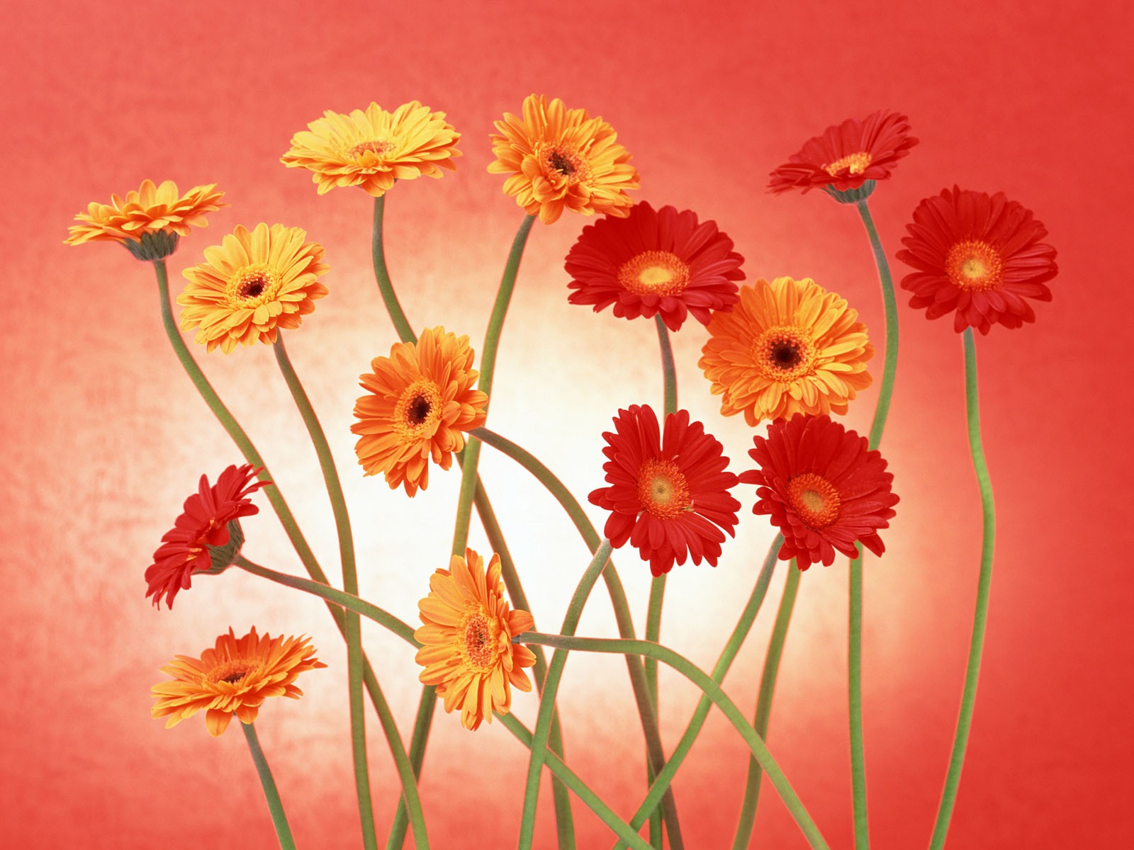 桌面鮮花壁紙精選(二) #34 - 1600x1200