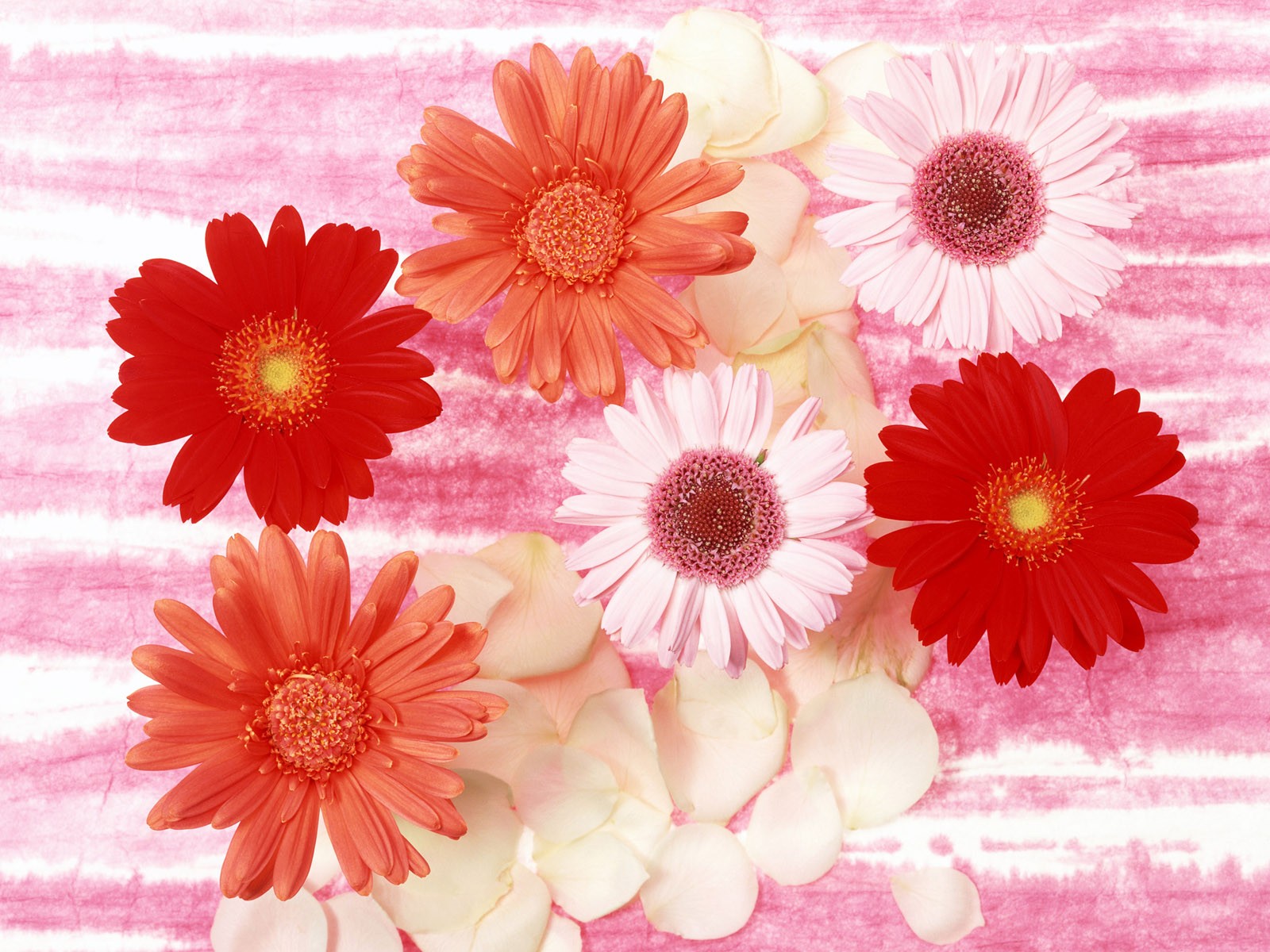 桌面鮮花壁紙精選(二) #36 - 1600x1200