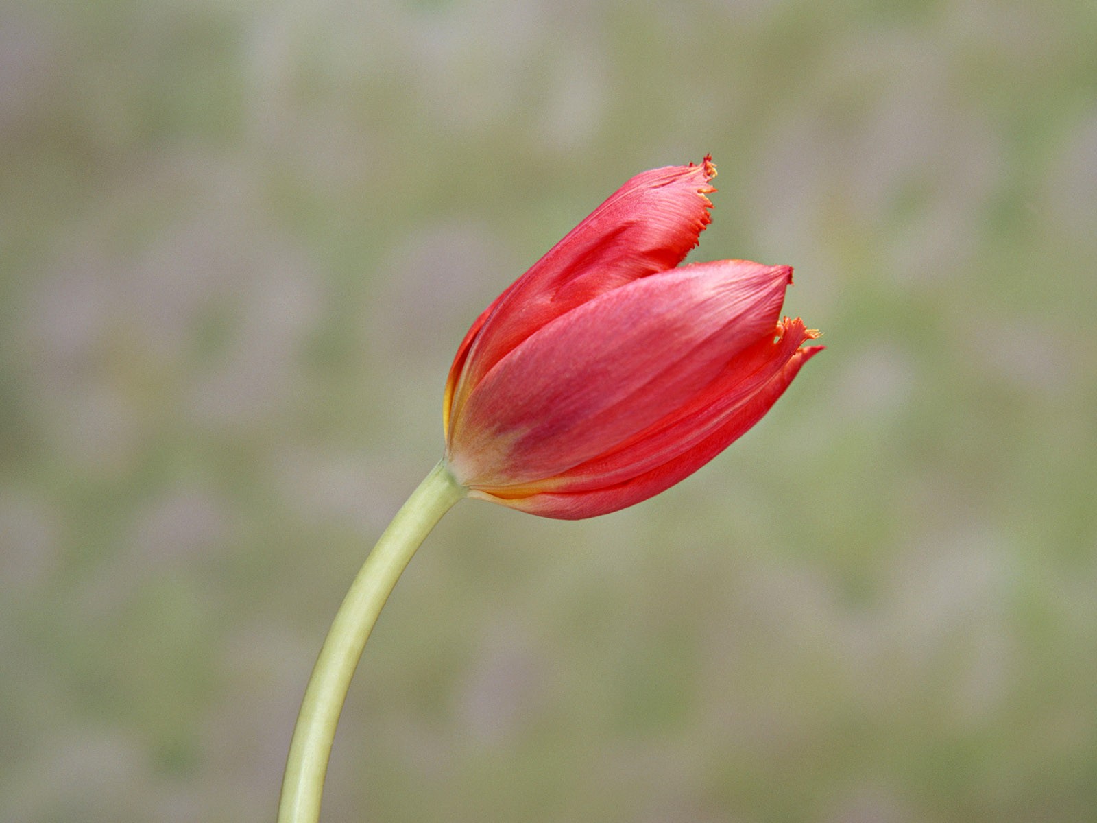 桌面鮮花壁紙精選(二) #38 - 1600x1200