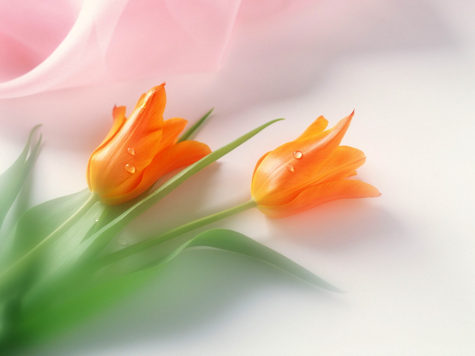 桌面鮮花壁紙精選(二) #39 - 1600x1200