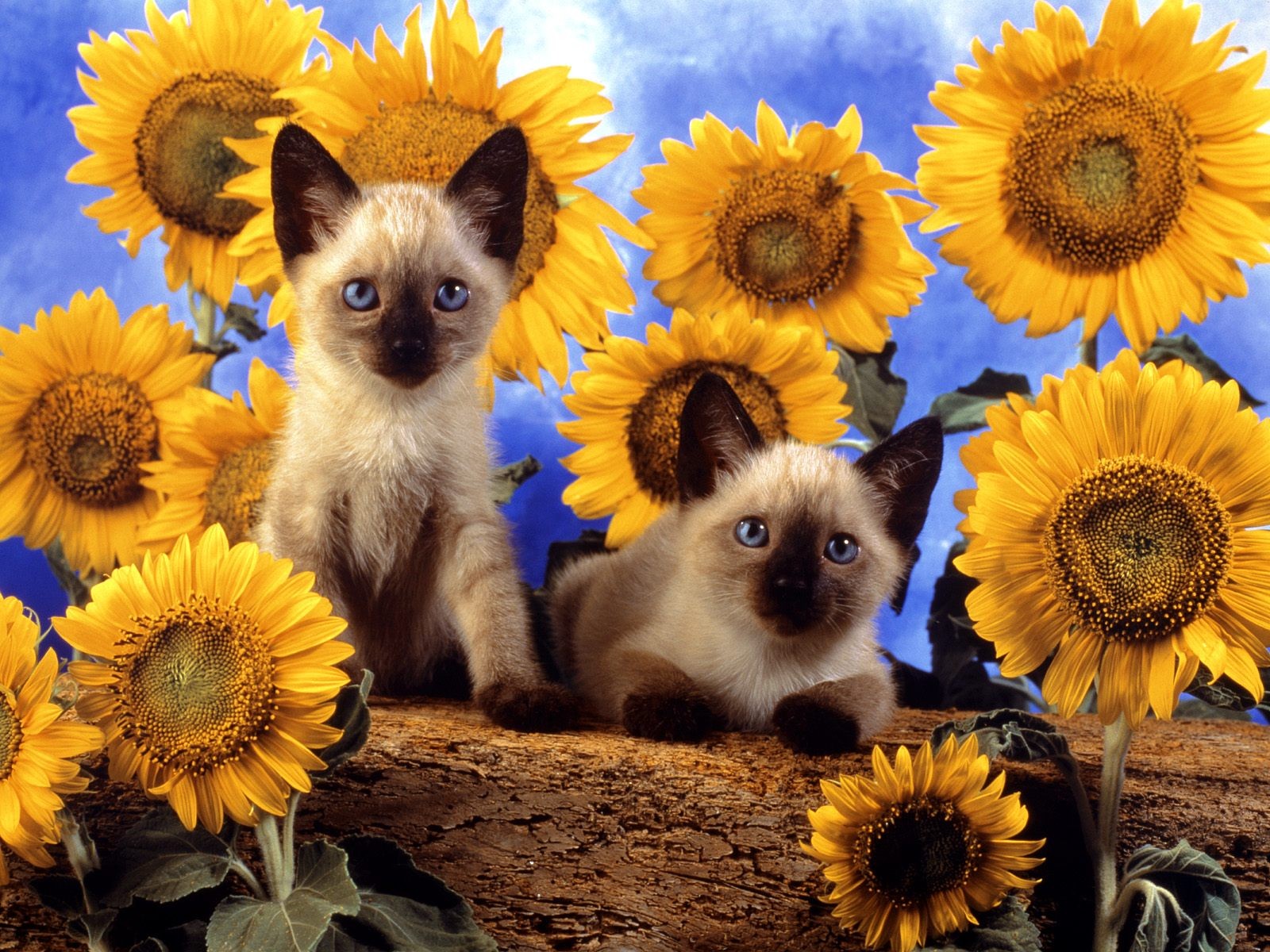 Cats Photo Wallpaper #12 - 1600x1200