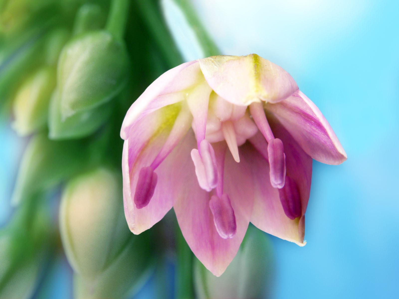 鮮花特寫(一) #8 - 1600x1200