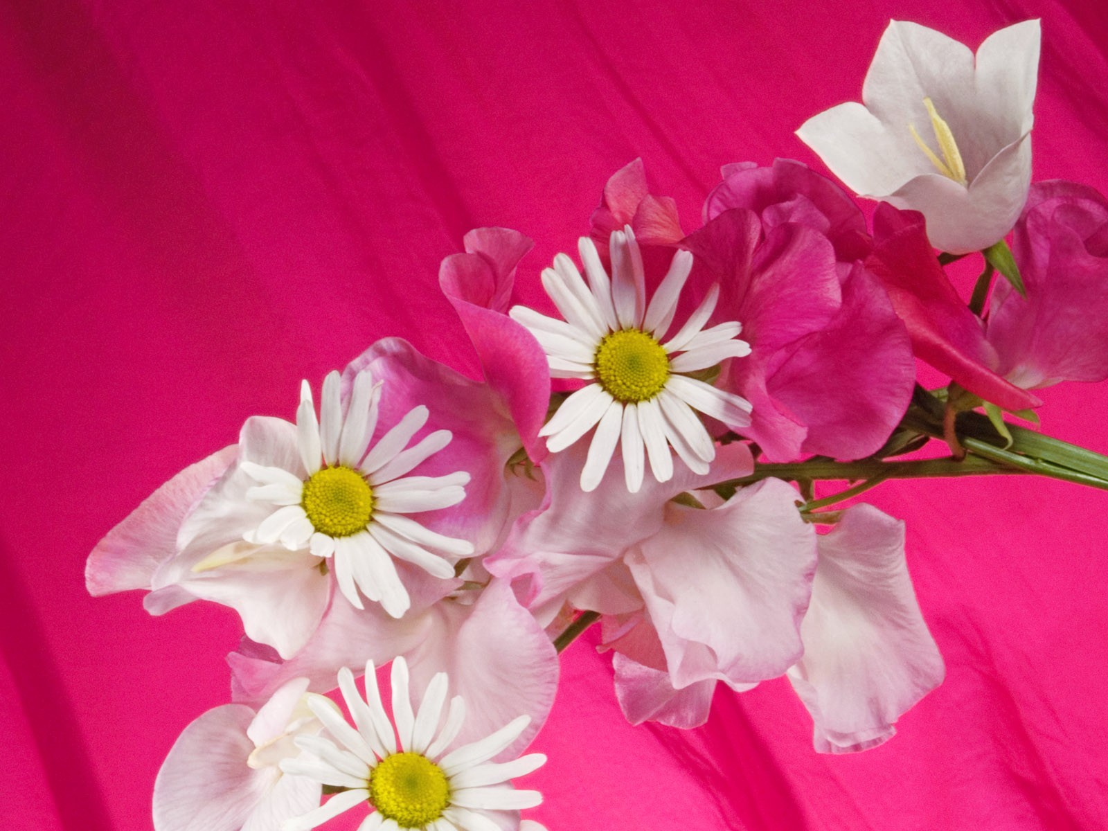 Květiny close-up (2) #1 - 1600x1200