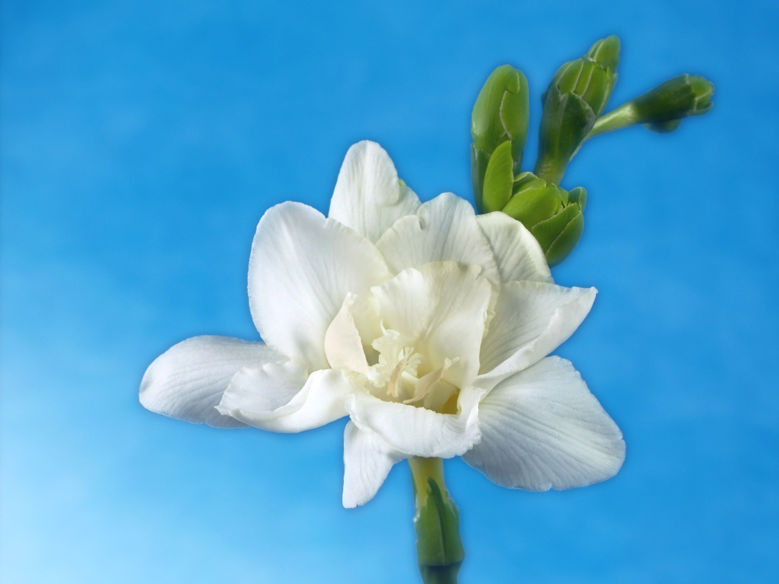 鮮花特寫(二) #8 - 1600x1200