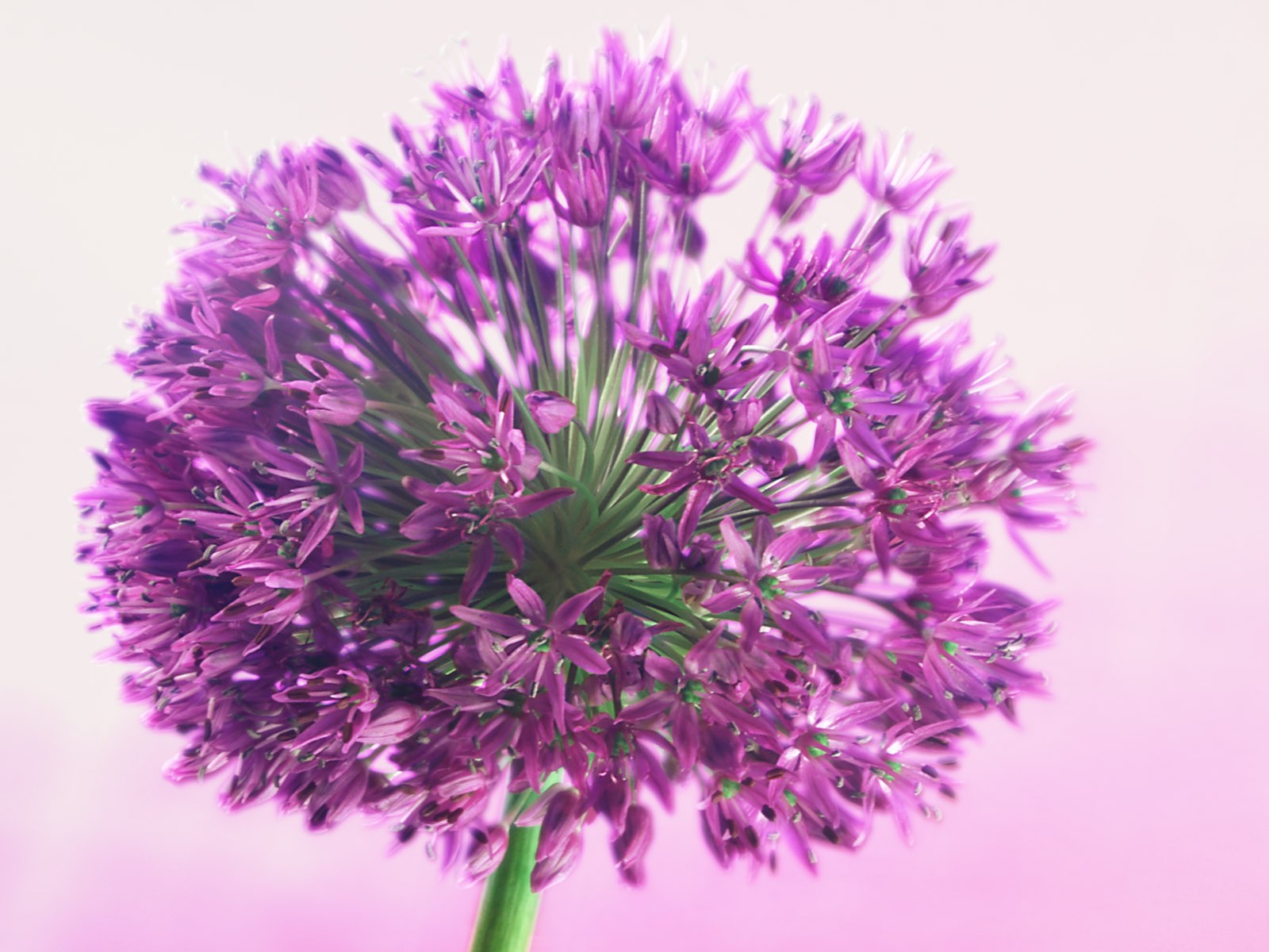 Květiny close-up (2) #17 - 1600x1200