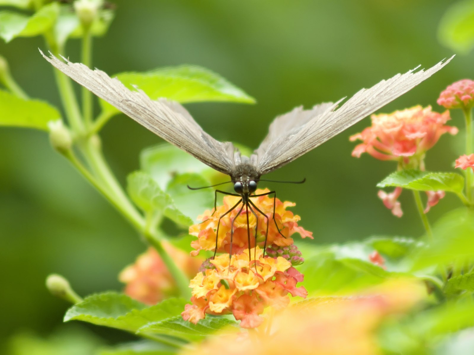 Butterfly Photo Wallpaper (3) #9 - 1600x1200