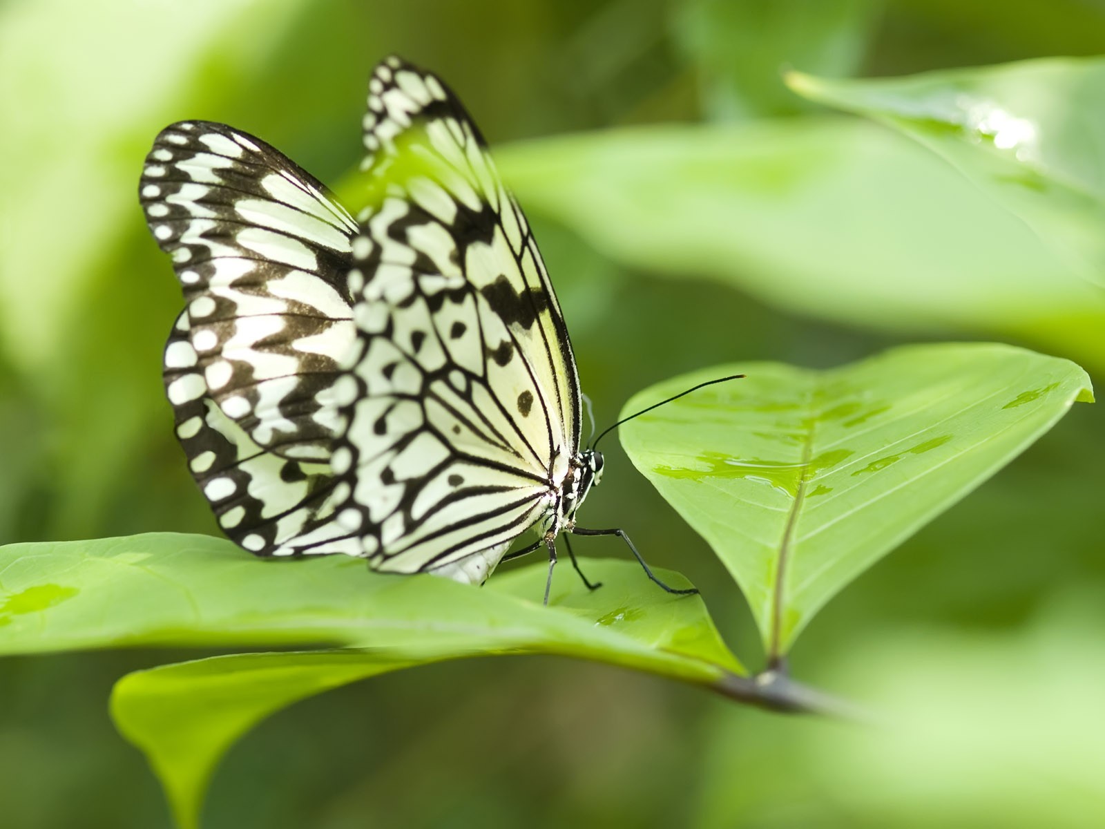 Butterfly Foto tapety (3) #15 - 1600x1200