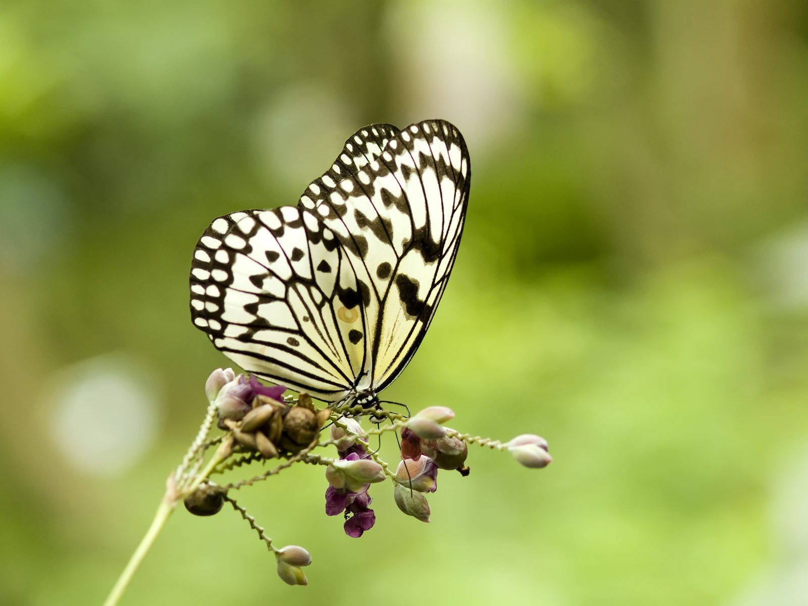 Butterfly Photo Wallpaper (3) #16 - 1600x1200