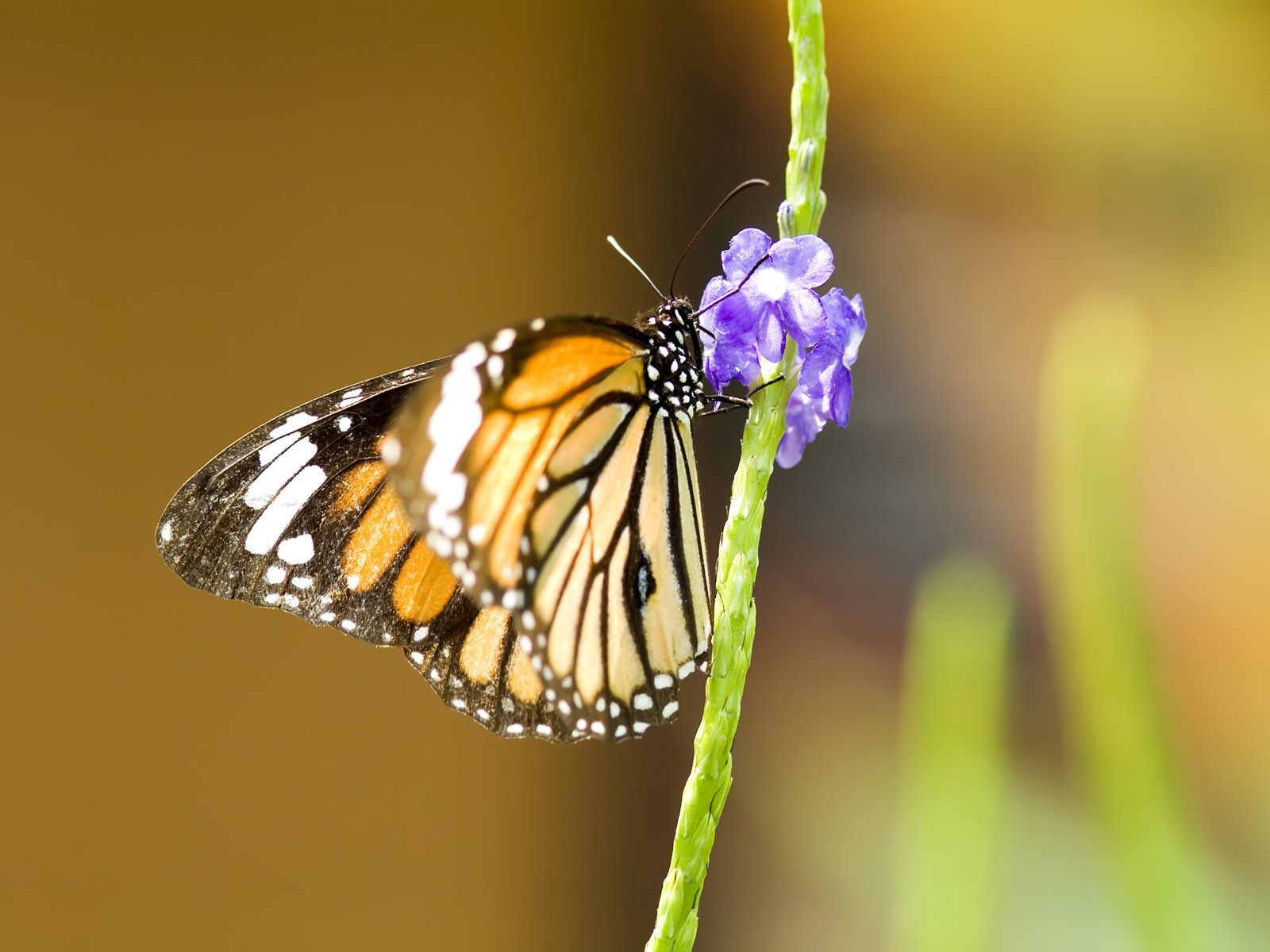 Butterfly Photo Wallpaper (3) #18 - 1600x1200