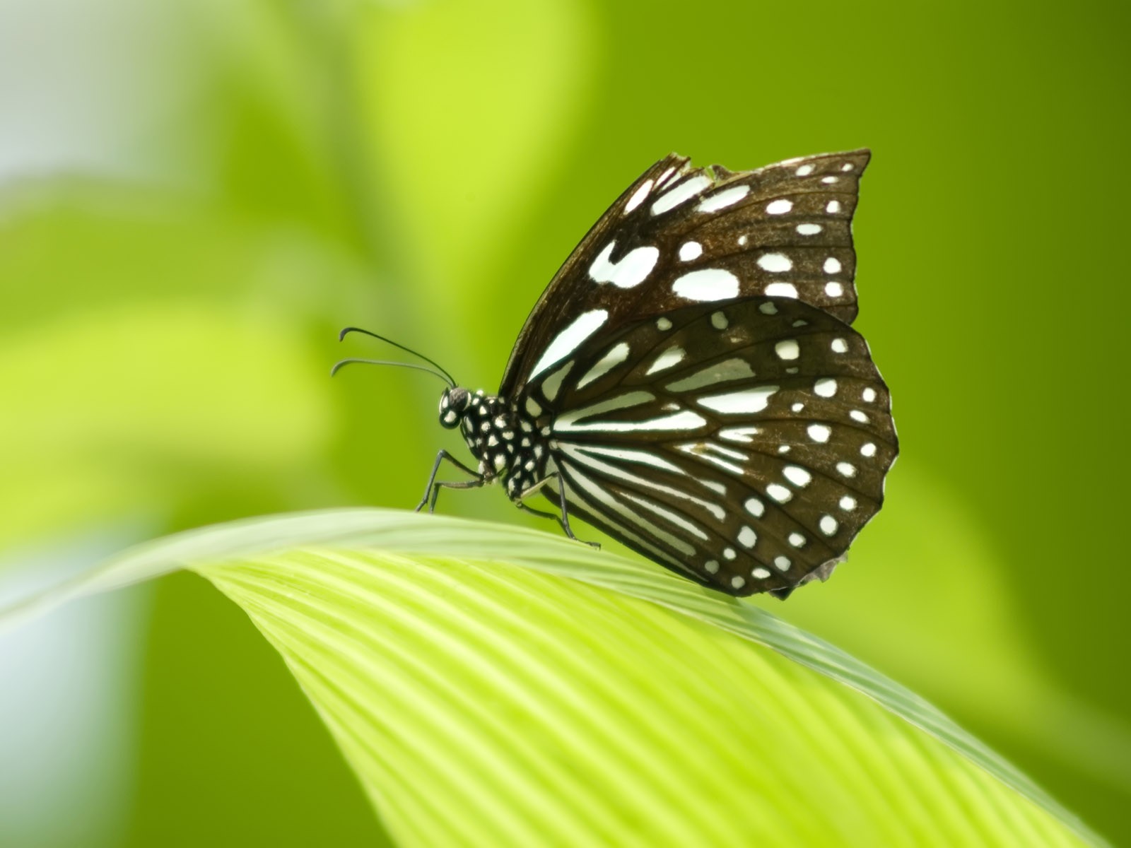 Butterfly Foto tapety (3) #20 - 1600x1200