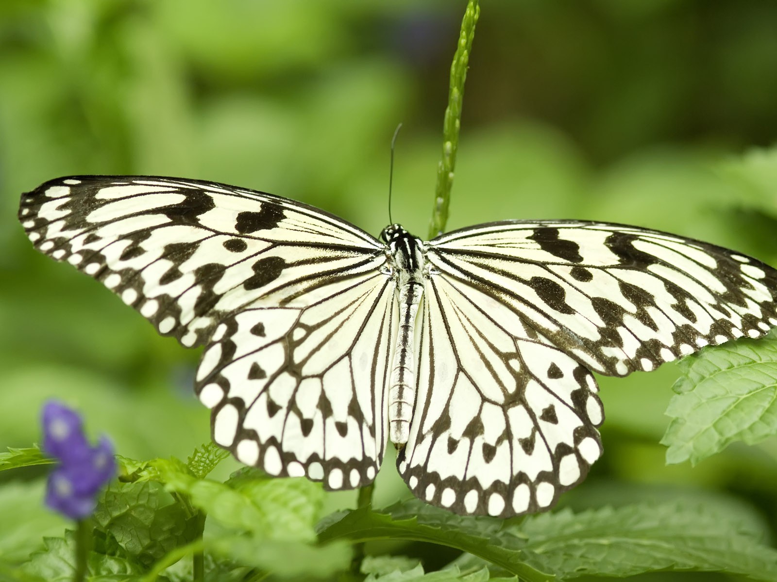 Butterfly Photo Wallpaper (3) #21 - 1600x1200