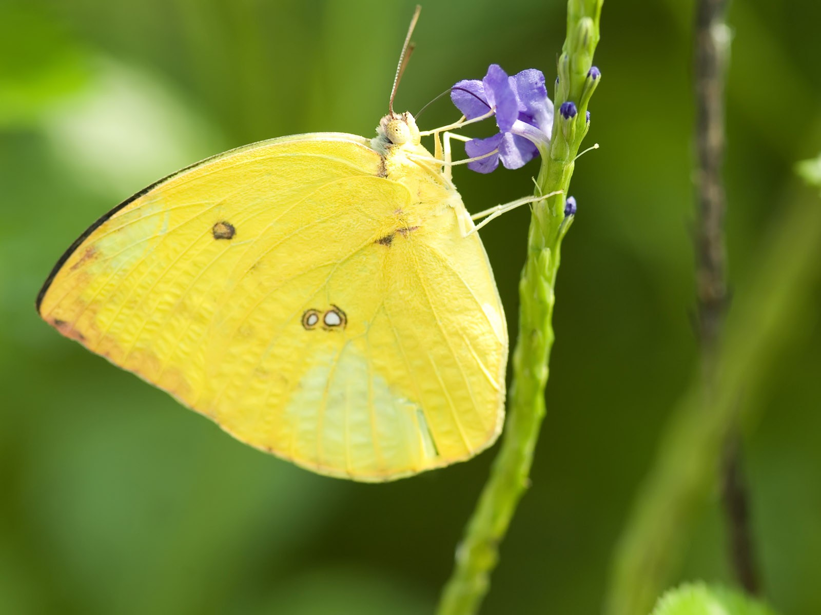 Butterfly Photo Wallpaper (3) #23 - 1600x1200