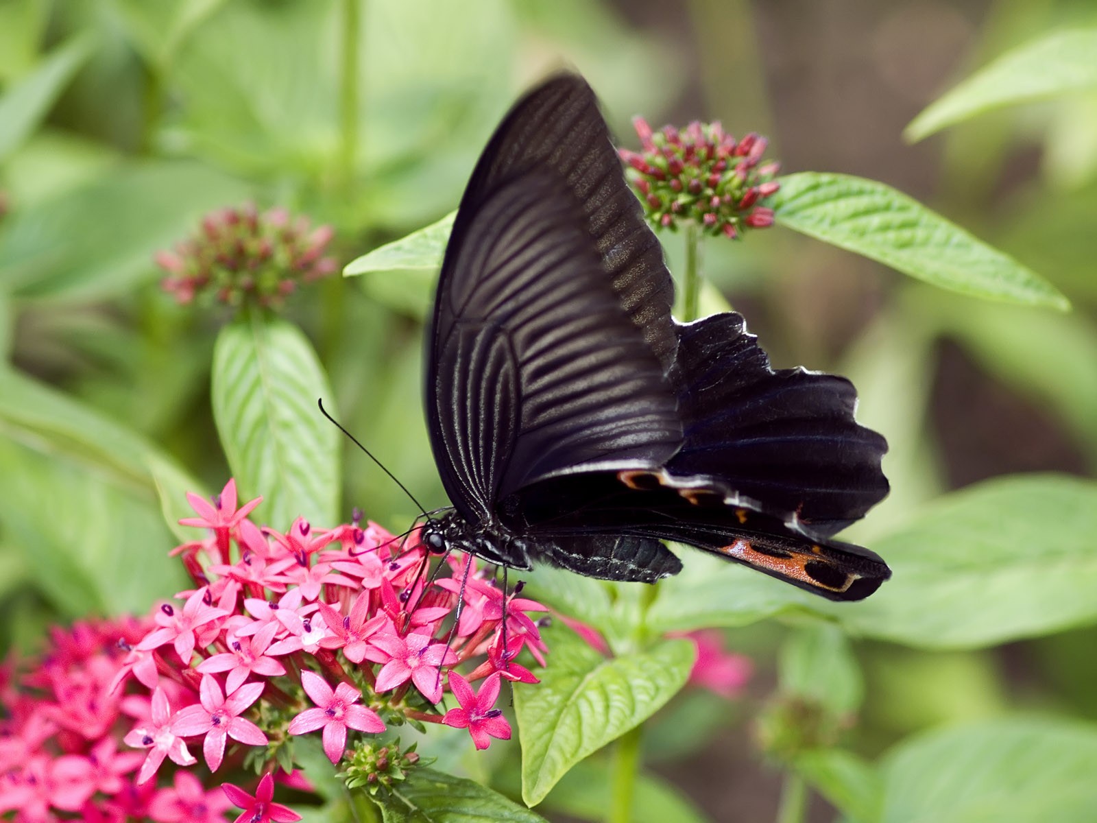 Butterfly Photo Wallpaper (3) #25 - 1600x1200