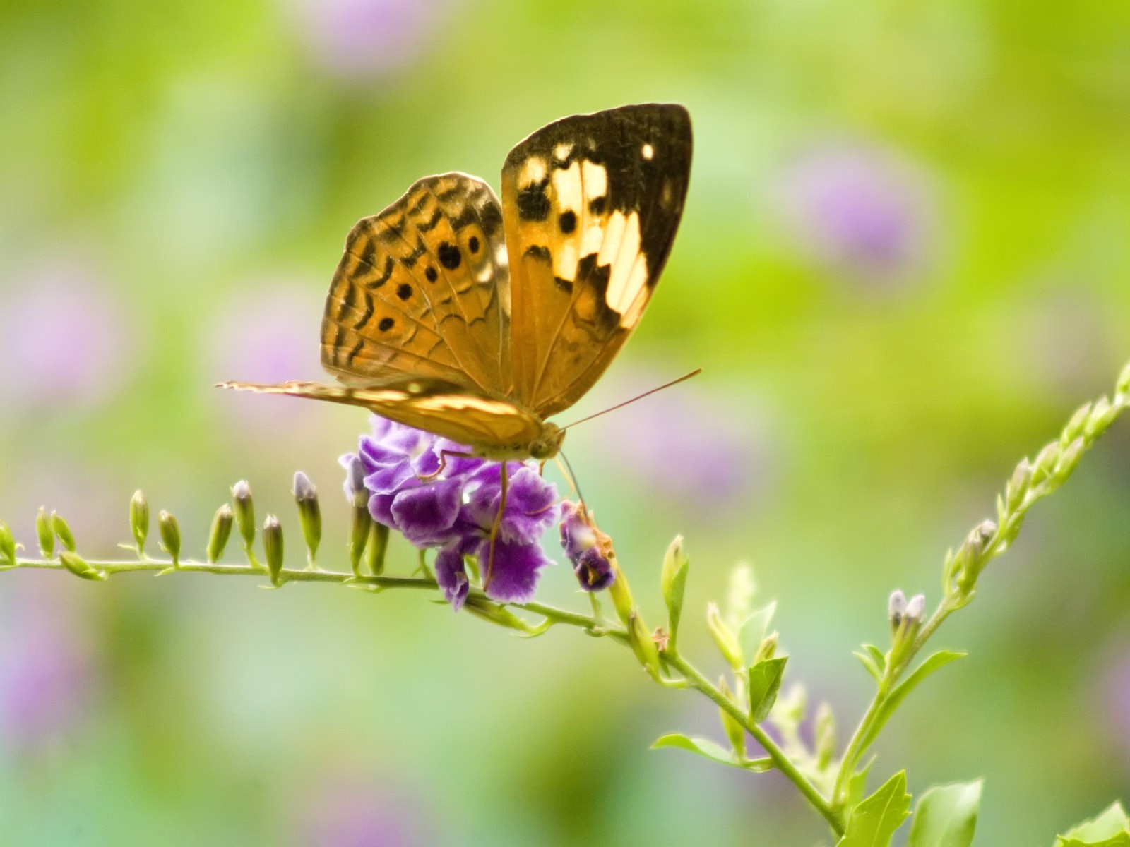 Butterfly Photo Wallpaper (3) #27 - 1600x1200