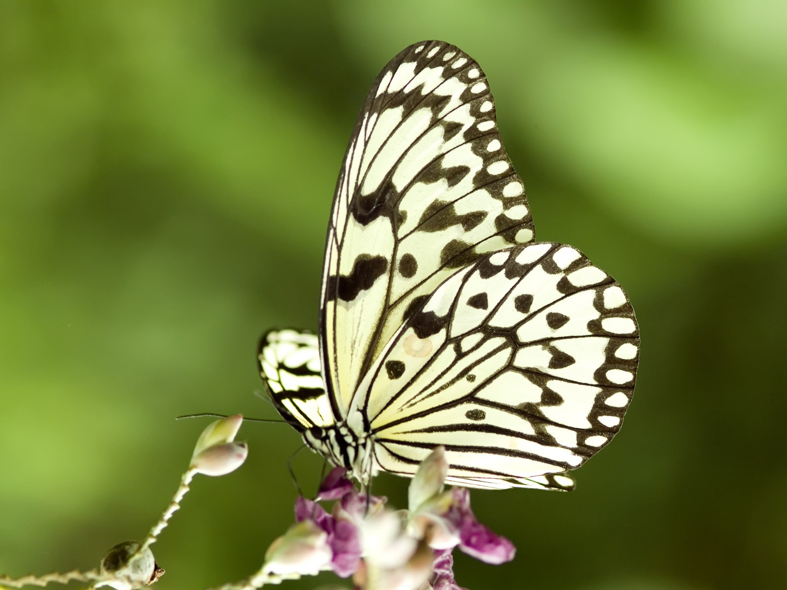 Butterfly Photo Wallpaper (3) #28 - 1600x1200