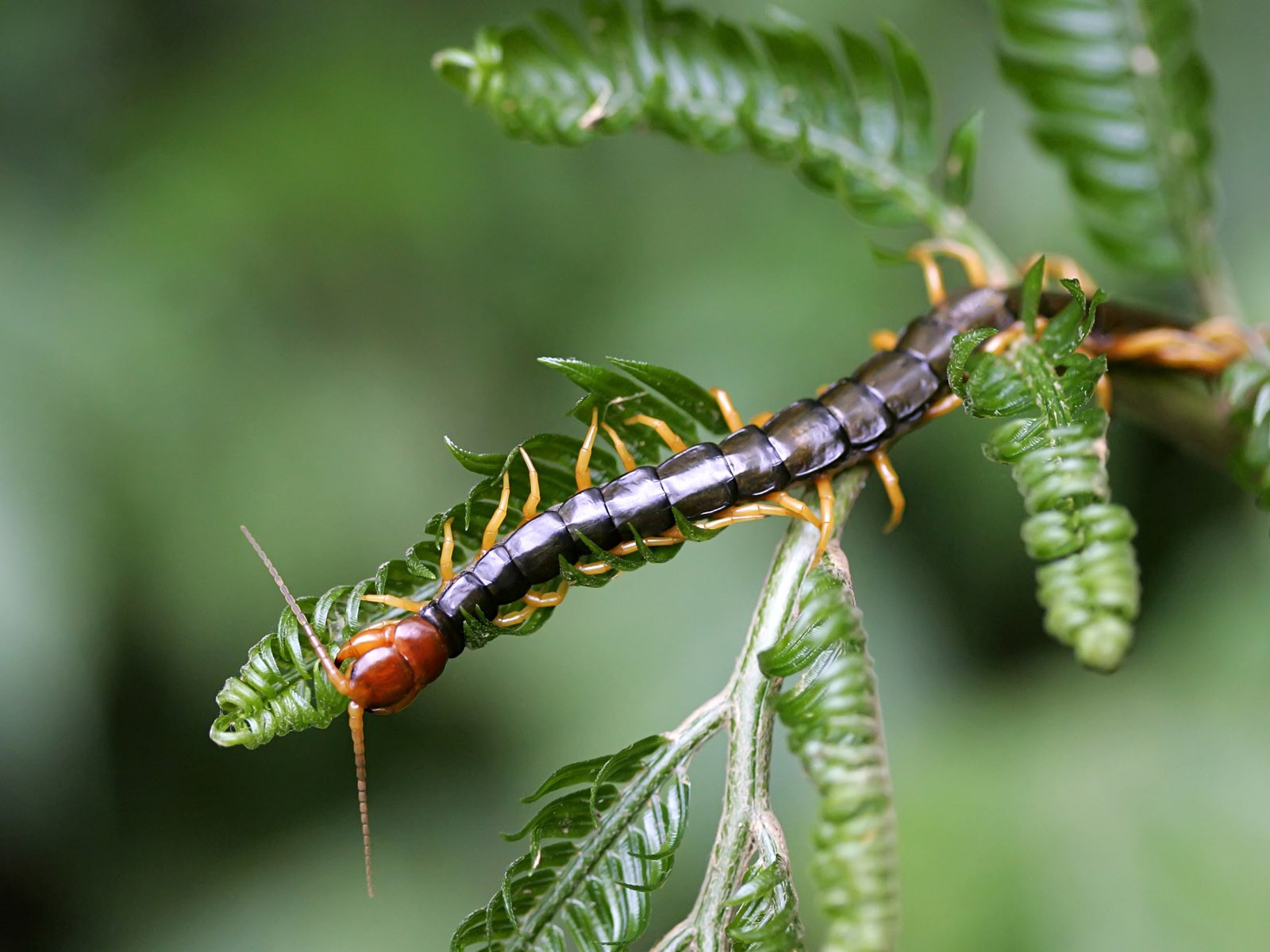 Papier peint des insectes # - 1600x1200