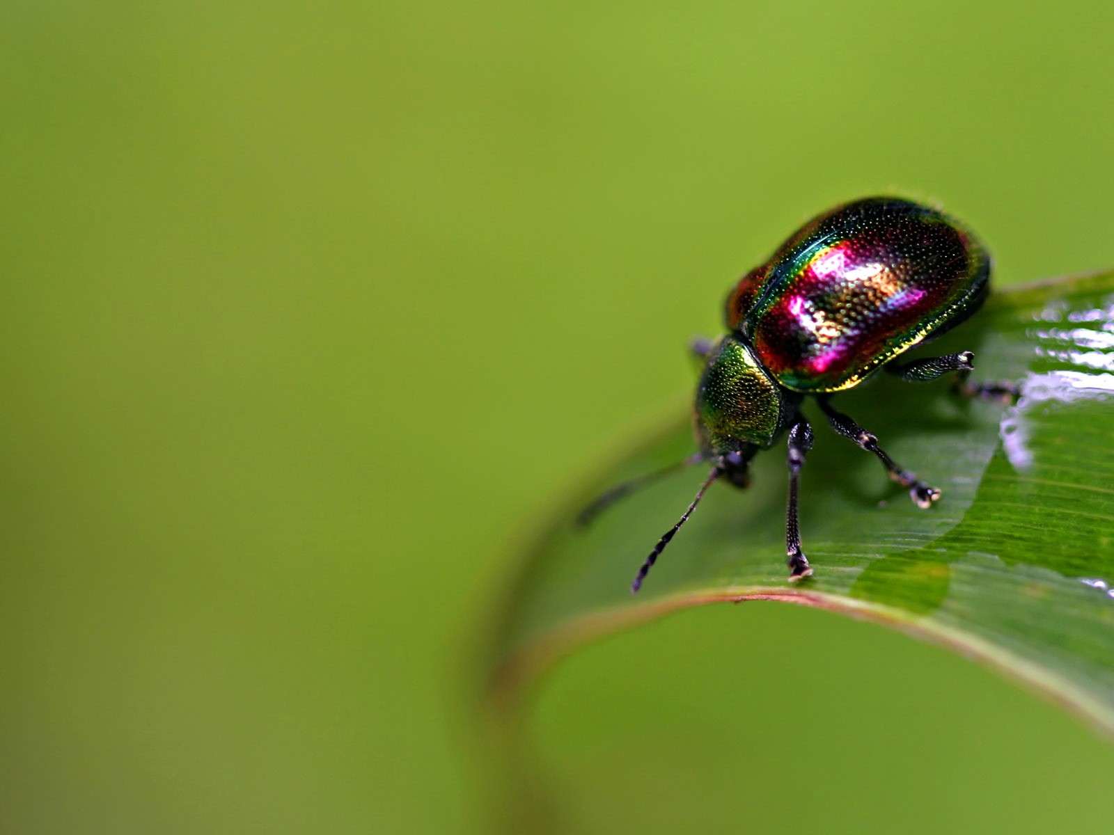 Papier peint des insectes # - 1600x1200