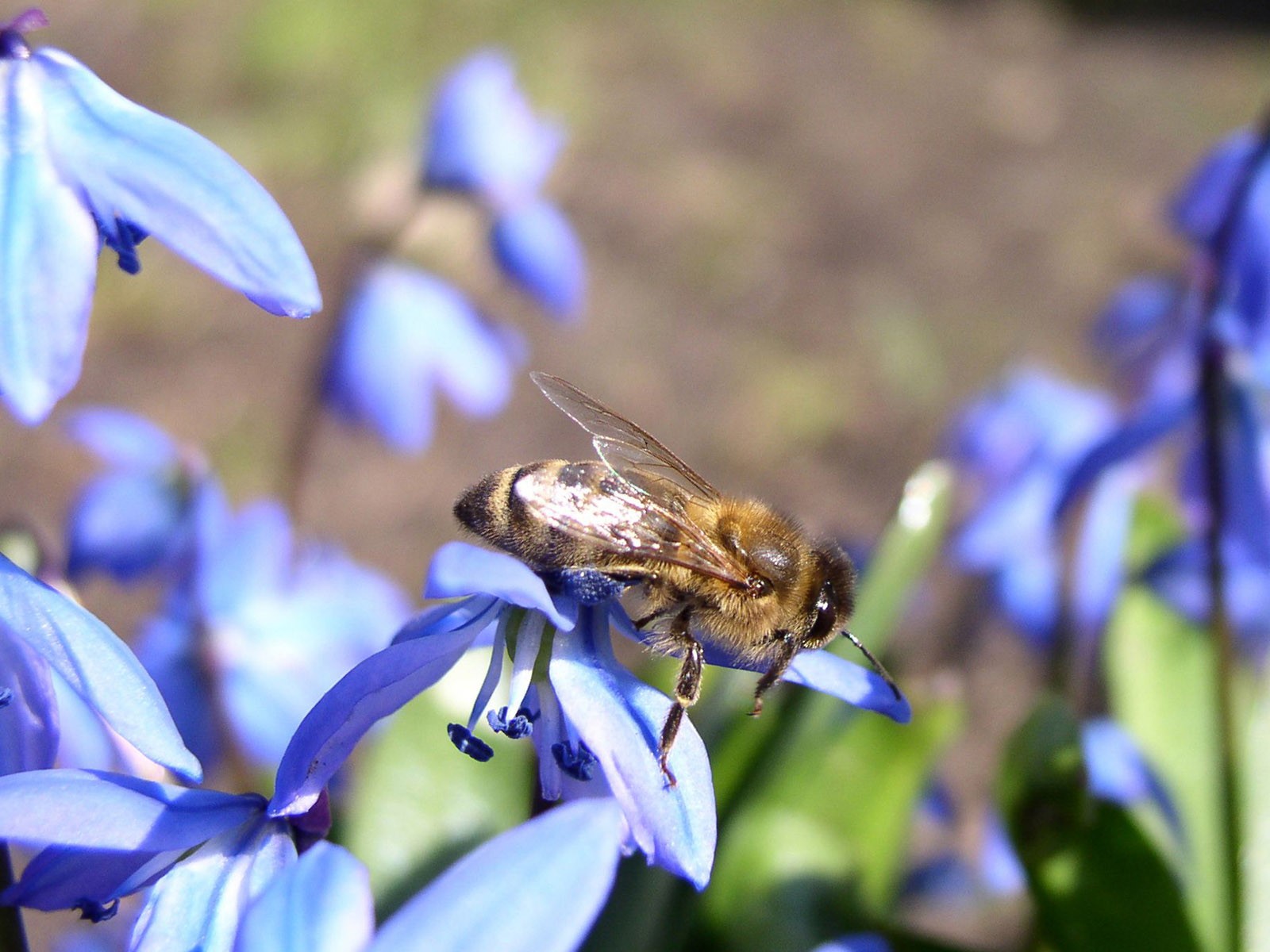 蜂花之戀壁紙專輯(一) #4 - 1600x1200