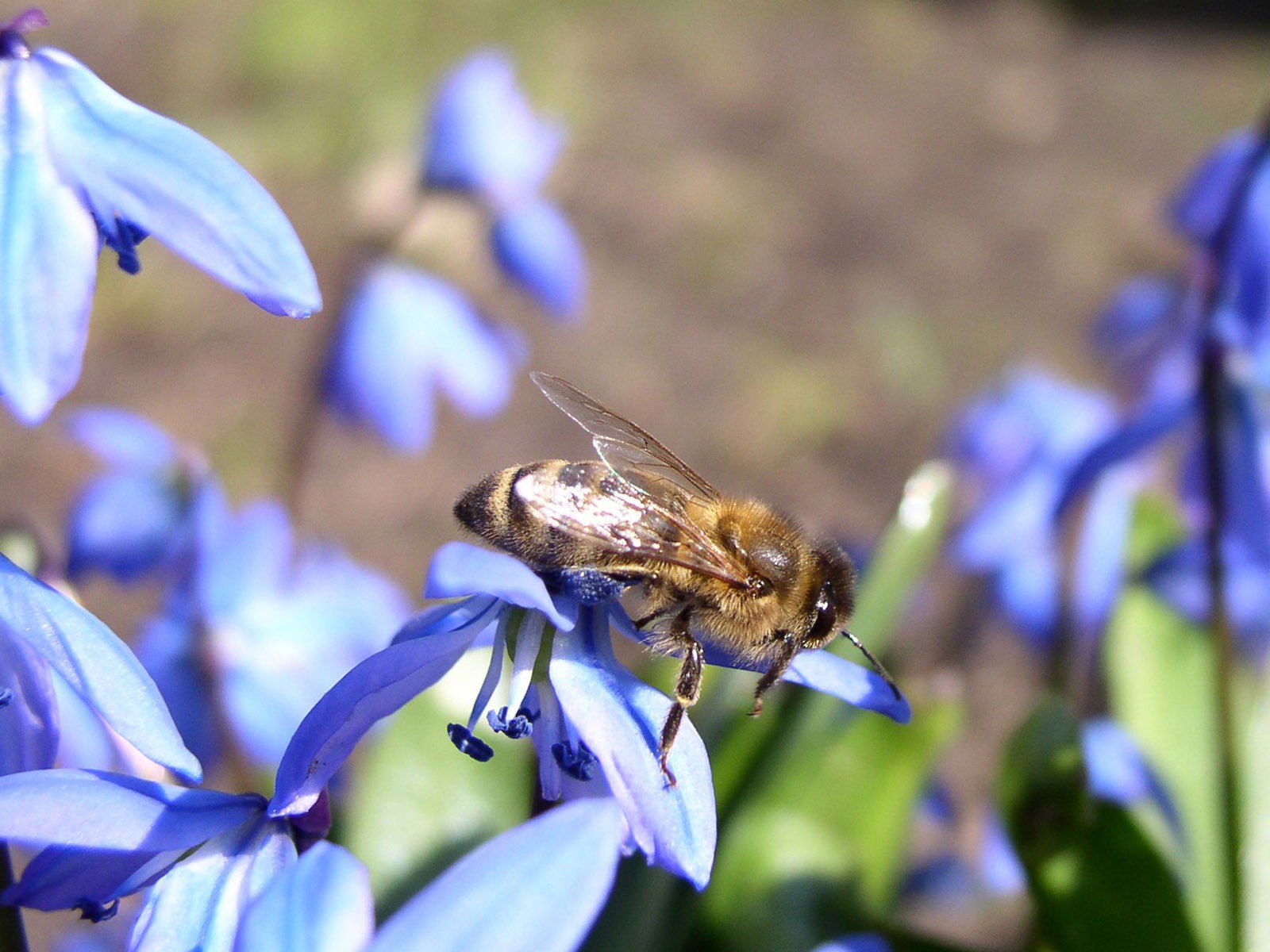 蜂花之恋壁纸专辑(一)4 - 1600x1200