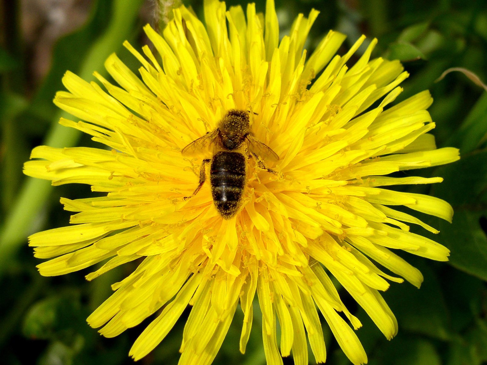 Láska Bee květin tapety (1) #5 - 1600x1200