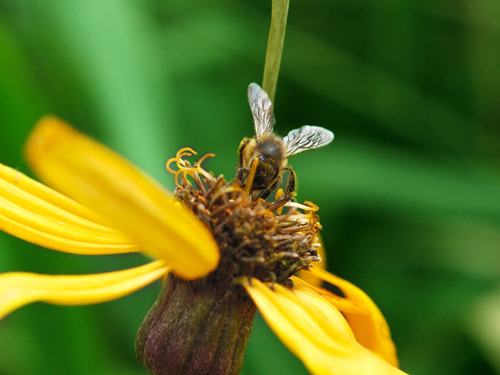 Láska Bee květin tapety (1) #11 - 1600x1200