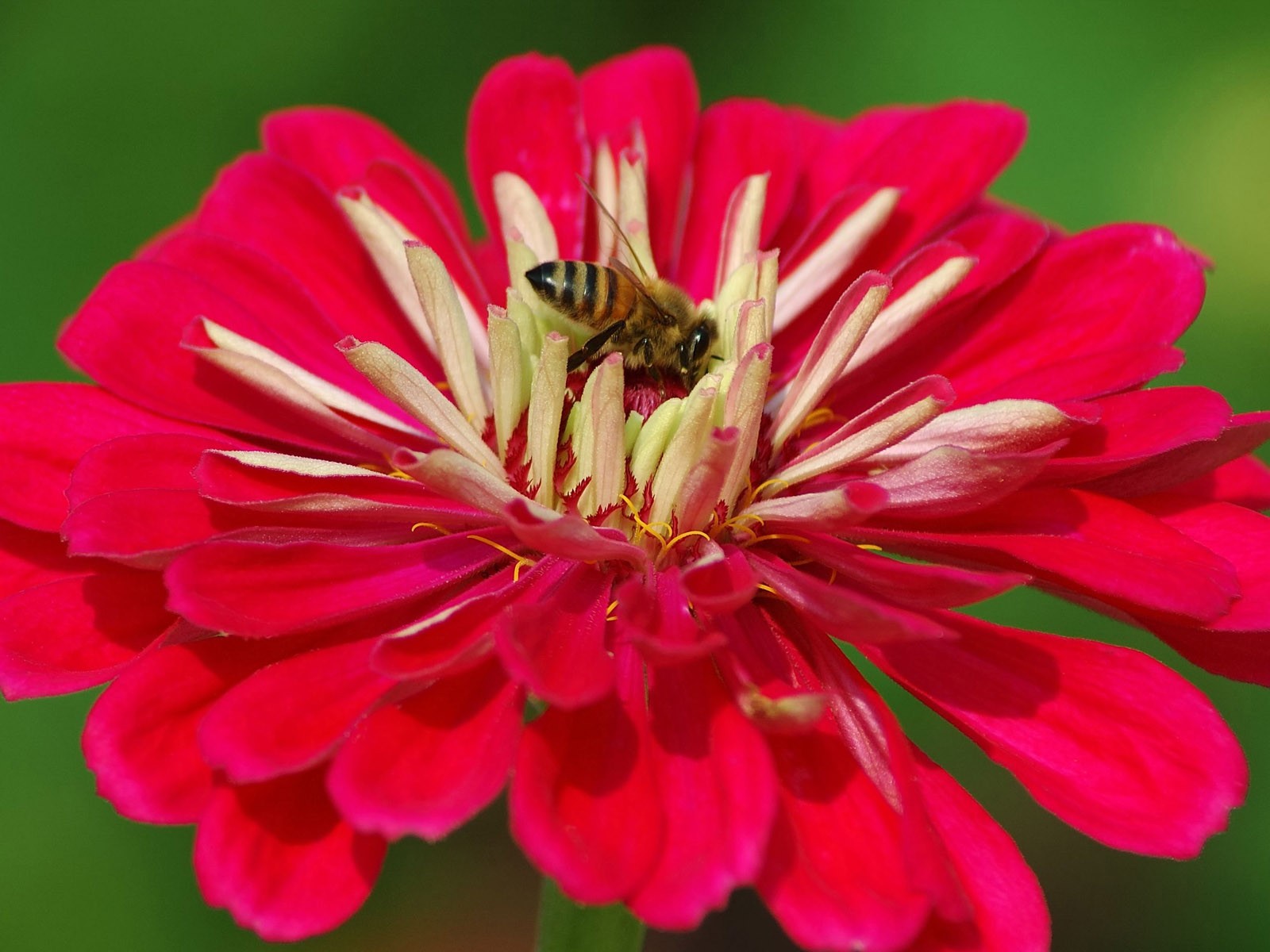 蜂花之恋壁纸专辑(二)6 - 1600x1200