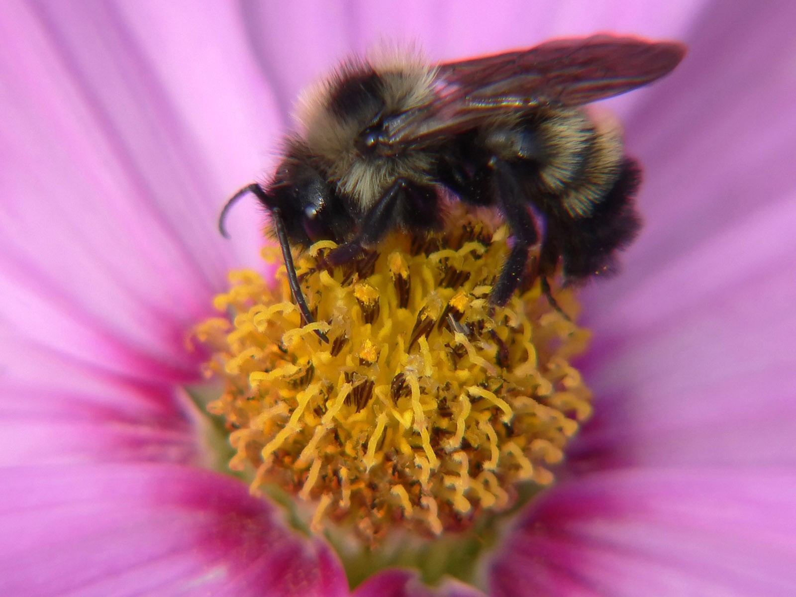 蜂花之戀壁紙專輯(二) #20 - 1600x1200