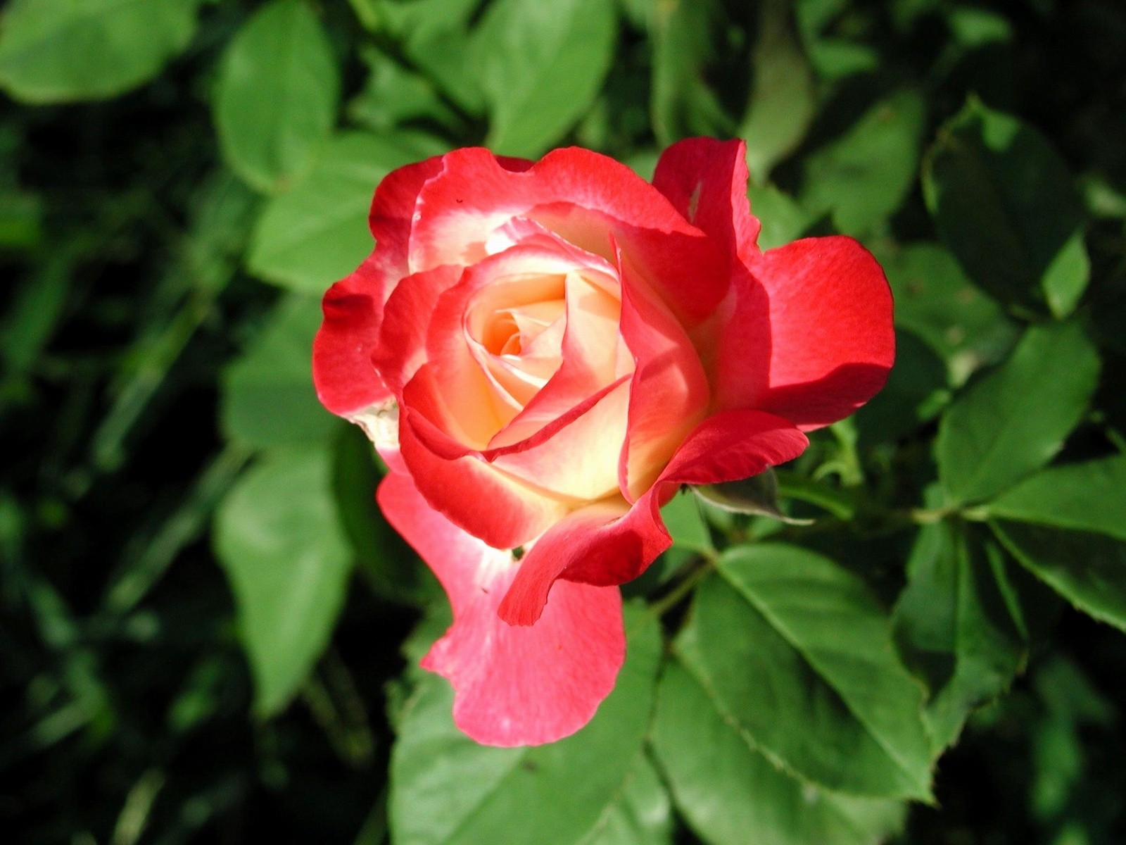 Rose foto super tapetu #5 - 1600x1200