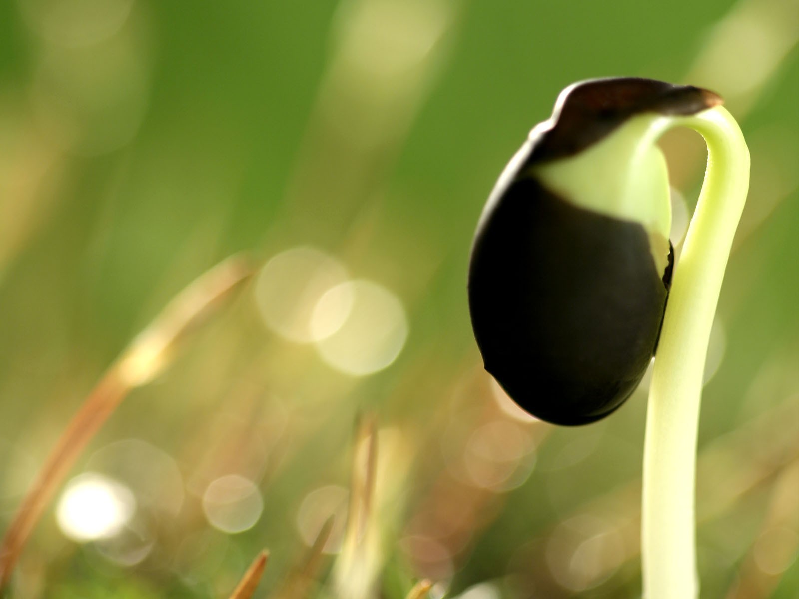 新芽嫩葉高清植物壁紙 #4 - 1600x1200