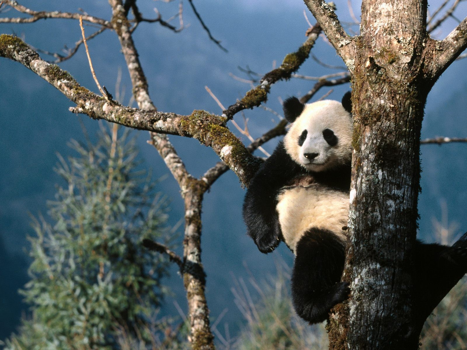 Fond d'écran album Panda #4 - 1600x1200