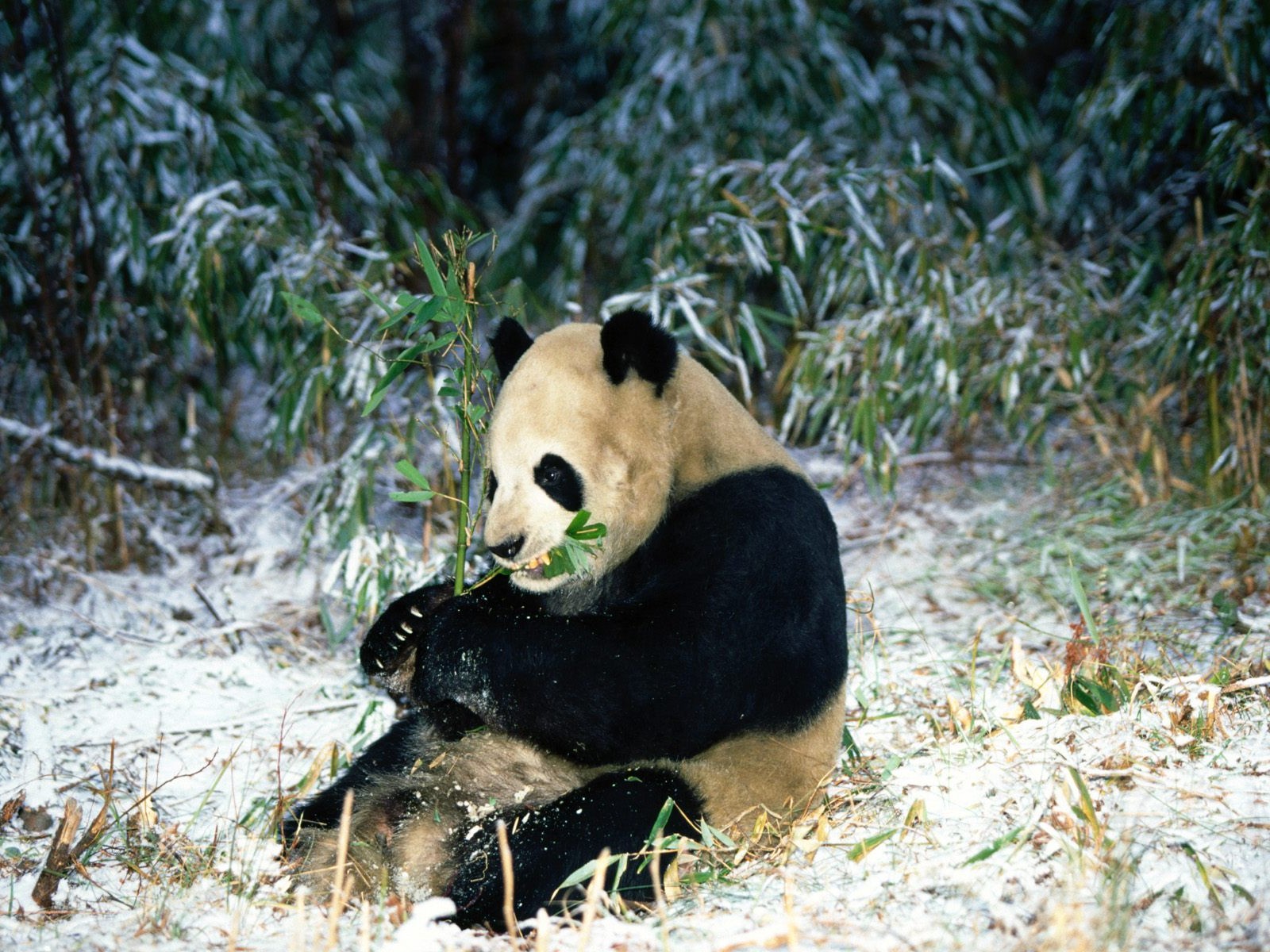 Panda álbum de fondo de pantalla #5 - 1600x1200